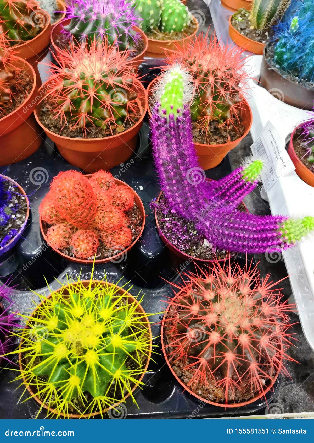 Concepto De Centro De Jardín Y Proveedor Mayorista Muchos Cactus En Macetas Floridas En Las Tiendas De Flores Estantes Del Imagen de archivo - Imagen de planta, cubo: