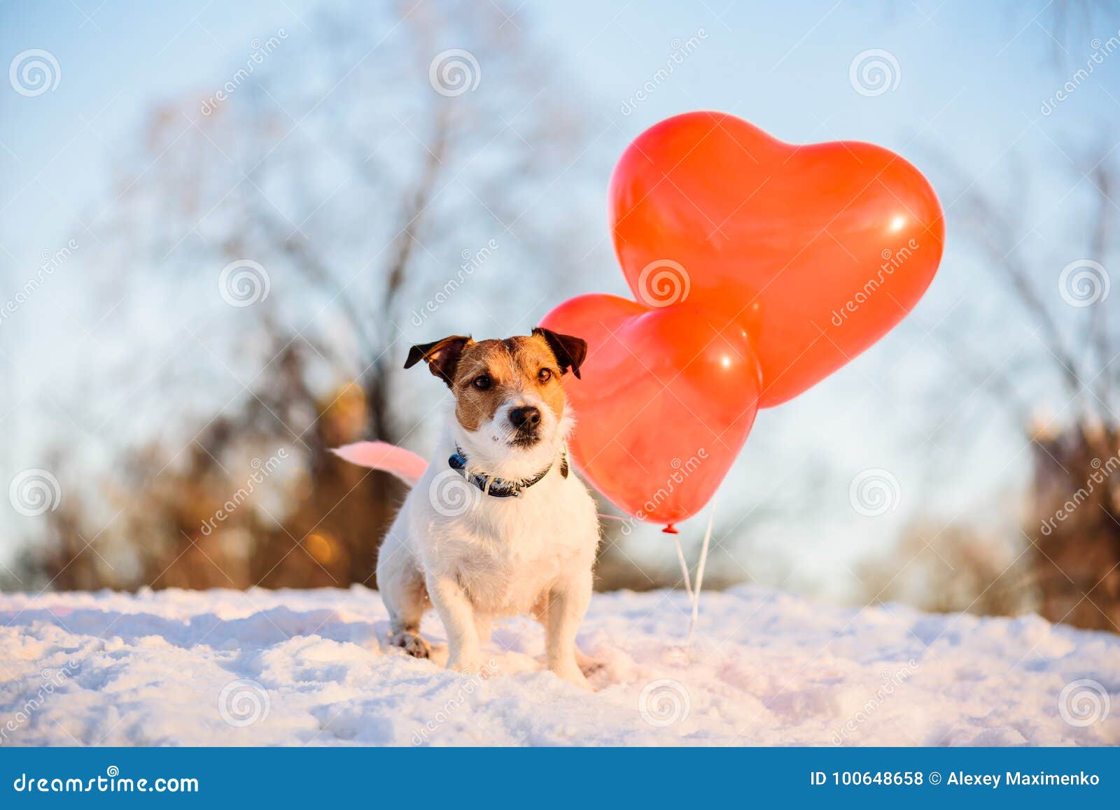 Concepto Del Día De Fiesta Con Los Balones Del Perro Y De Aire Para El Día  De San Valentín, El Cumpleaños O El Aniversario Foto de archivo - Imagen de  valentina, perro