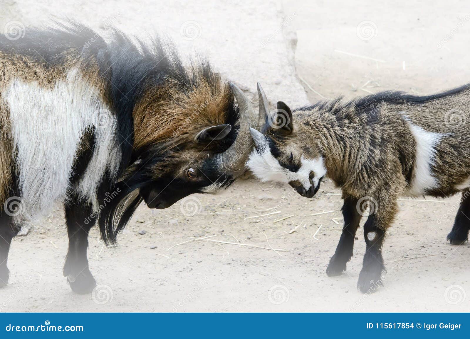 Conceptual Image of the Confrontation, Two Young and Old Goats a