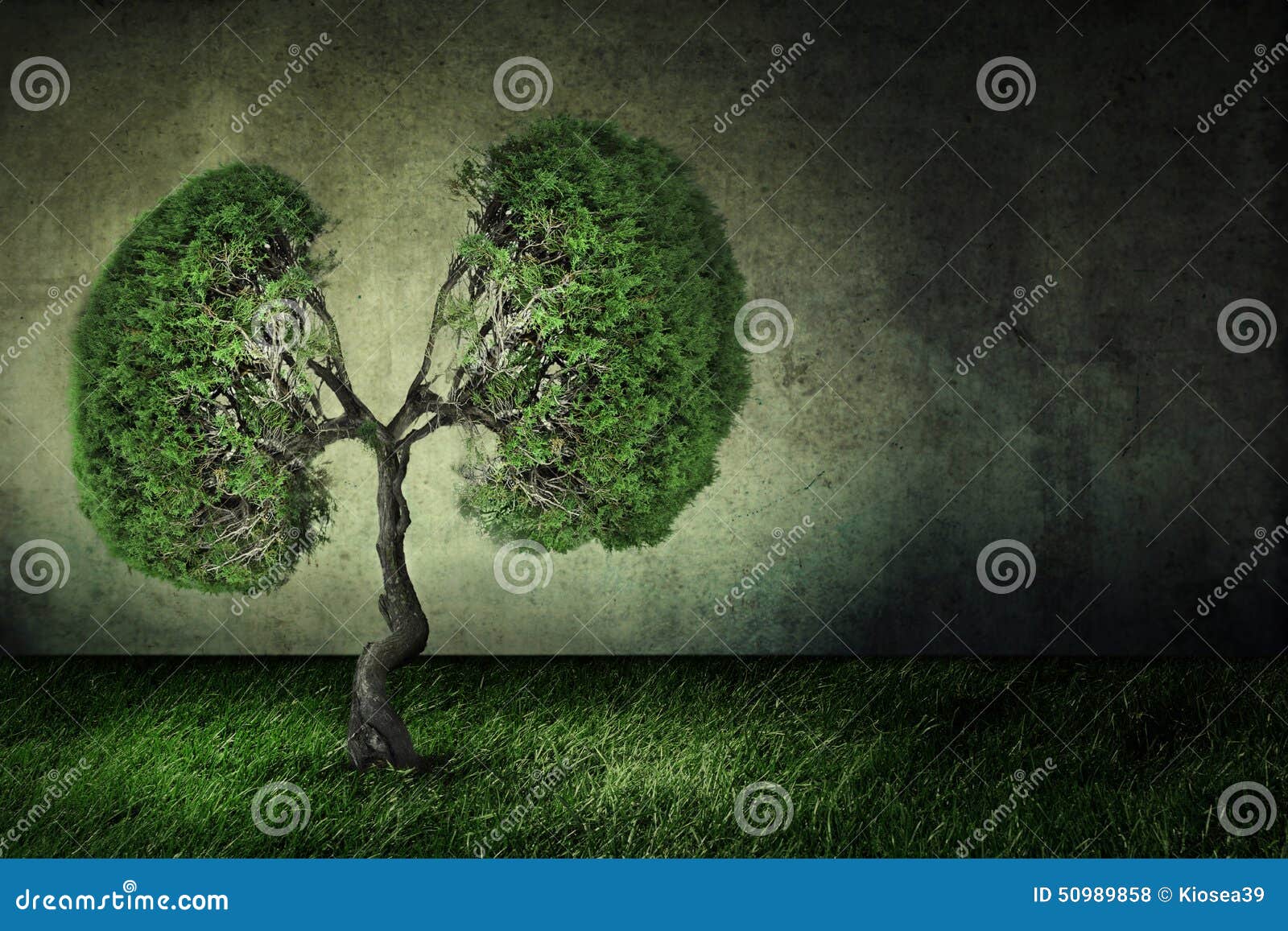 conceptual image of green tree d like human lungs