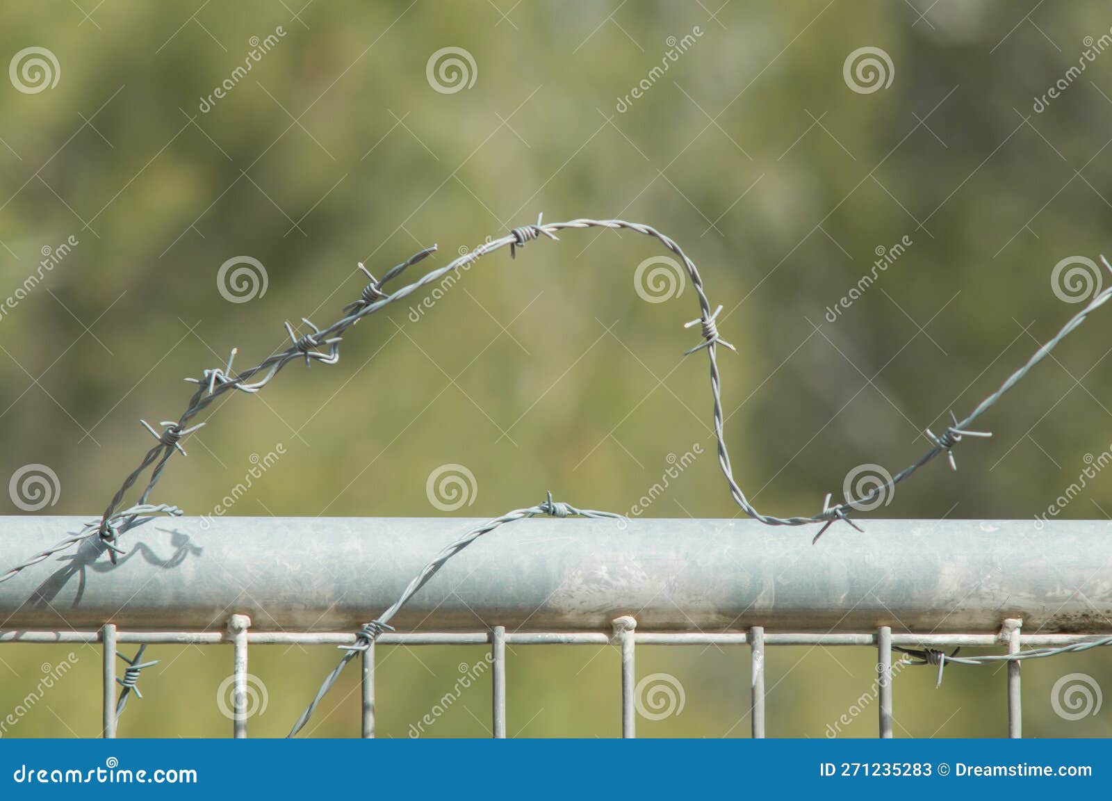 concertina on iron fence