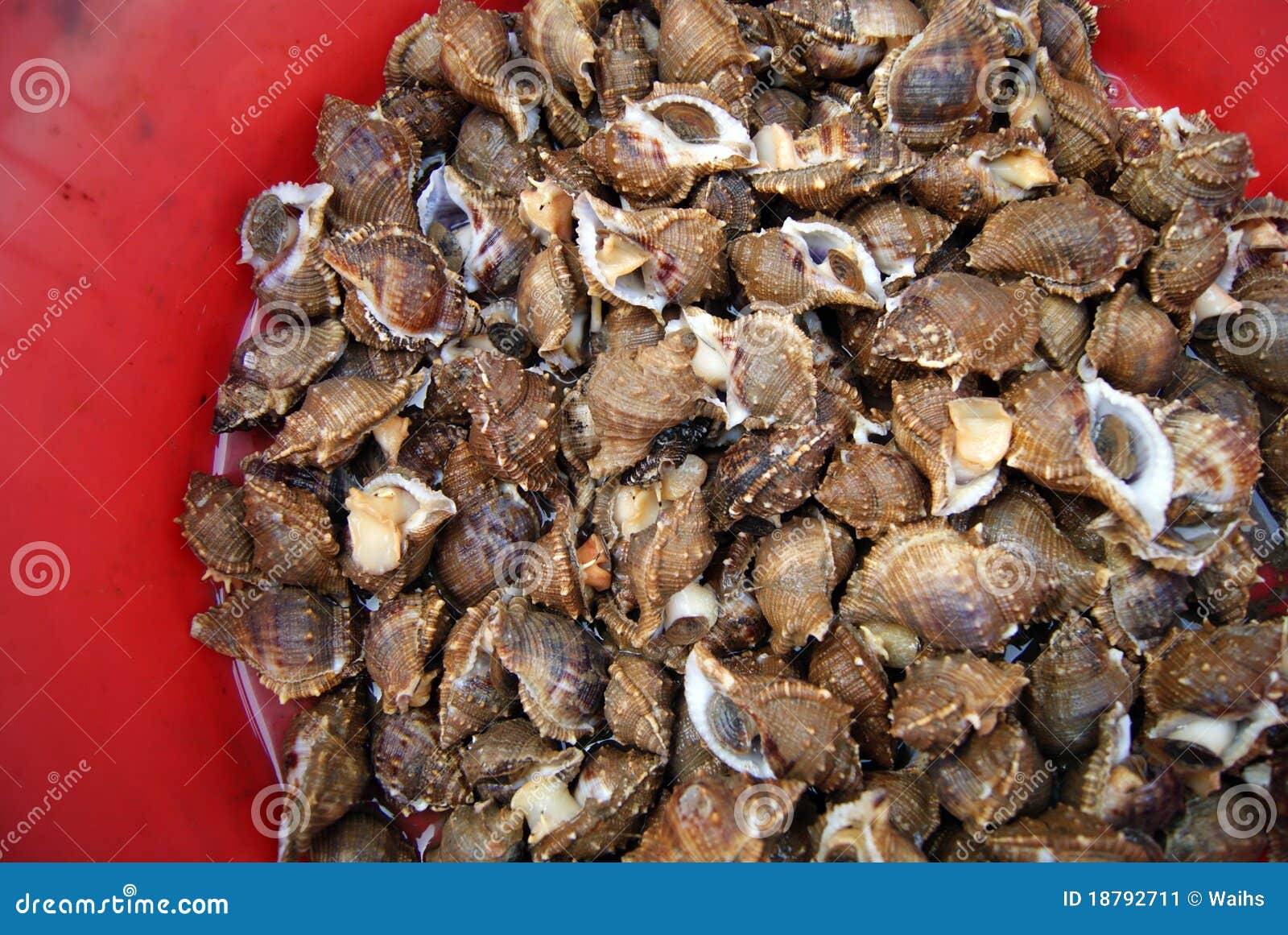 Conch stock image. Image of like, marine, fragrance, sell 18792711