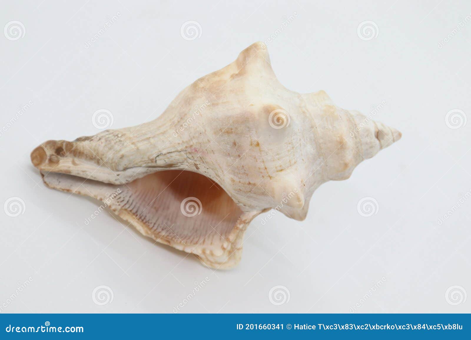 Conch, Seashell Isolated on White Background Stock Image - Image of