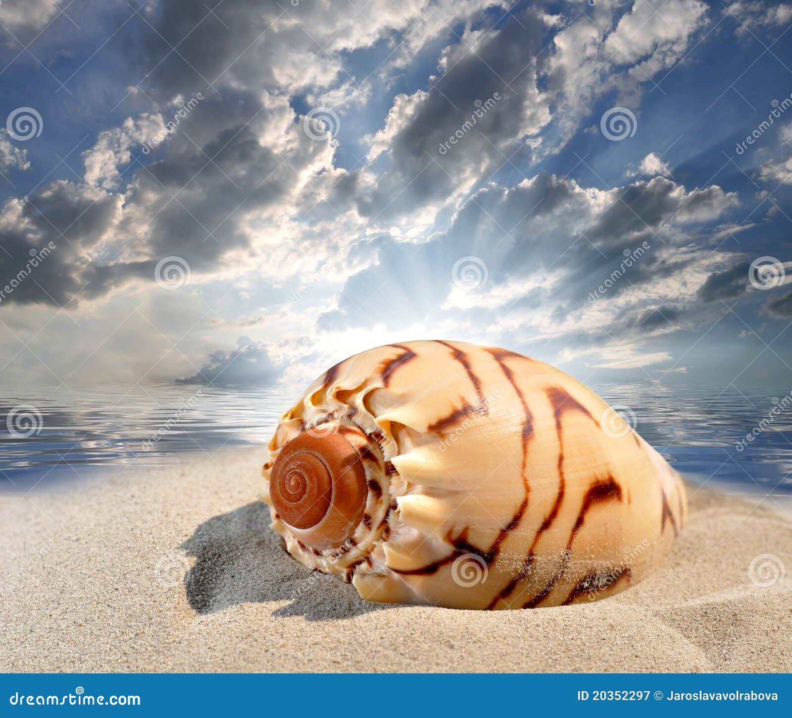 Conch shell on beach stock image. Image of shore, pacific 