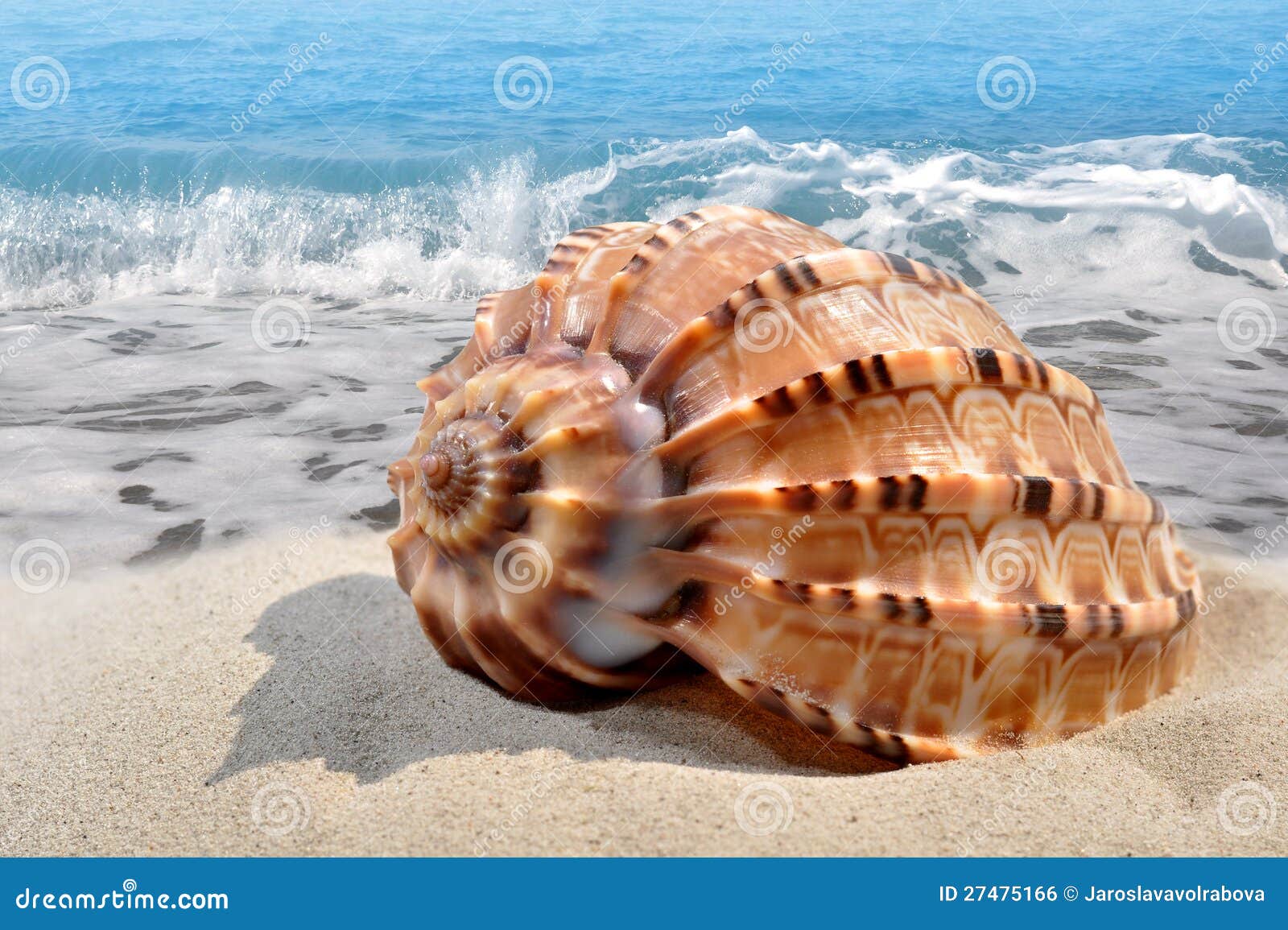 conch shell on beach