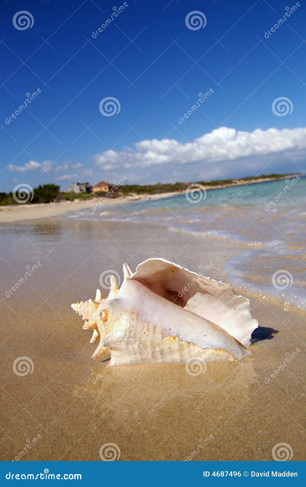 conch shell on beach