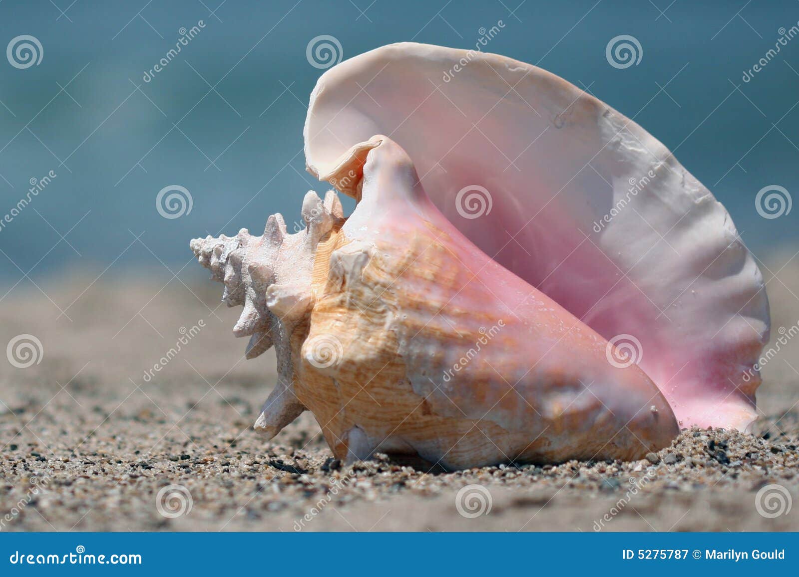 conch shell on beach