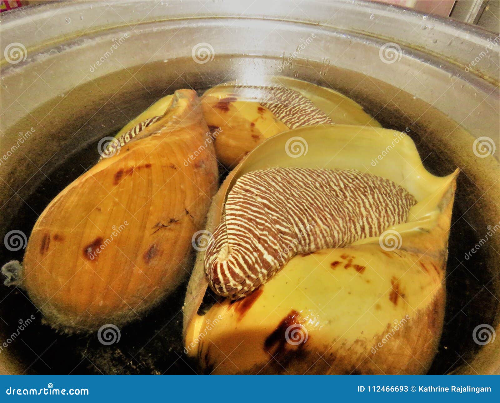 conch shell / large snail / conchs