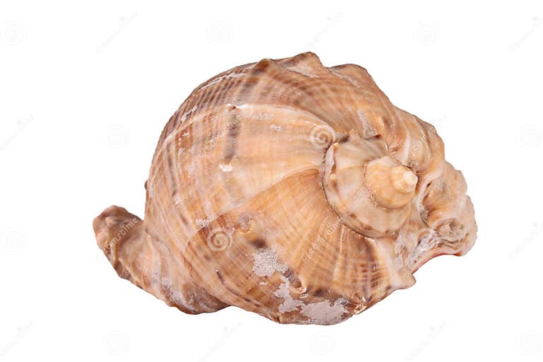 The Conch Shell on the White Background Stock Image - Image of shell