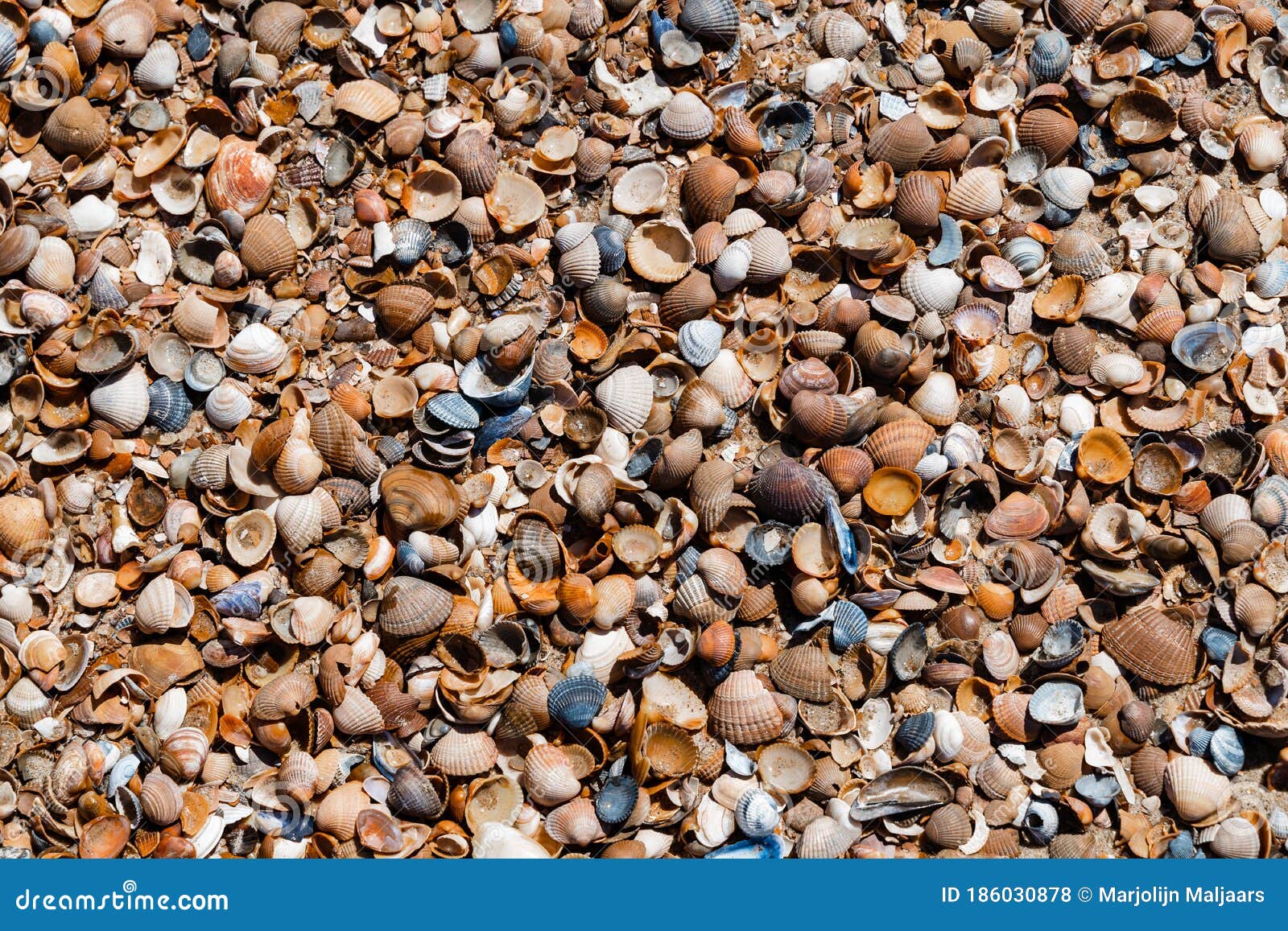 Conchas de recogida en una playa