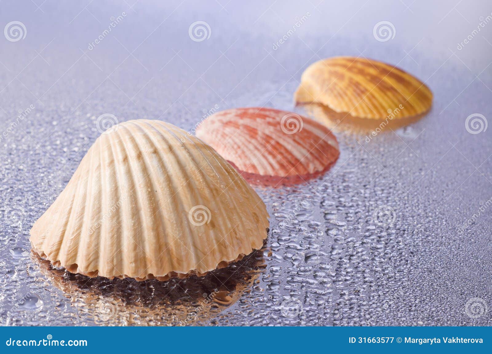 Conchas mojadas Conchas mojadas