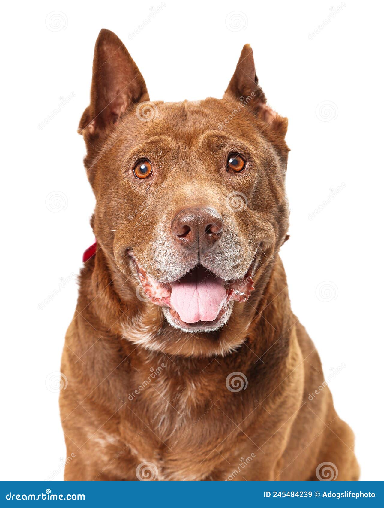 Conchiglia Di Un Grosso Cane Di Razza Bruno Sorridendo Alla Telecamera  Immagine Stock - Immagine di misto, canino: 245484239
