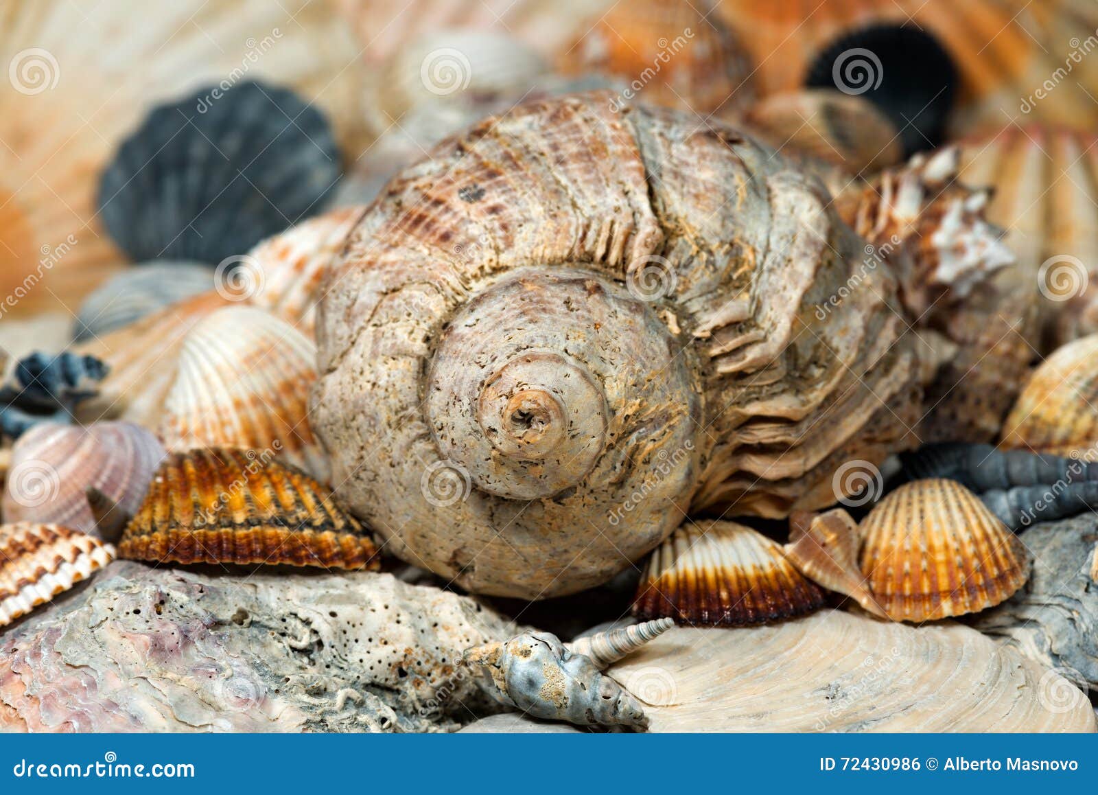 15 Conchiglie Stella Marina E Capasanta - 5-9 Cm Per Decorazioni Beach Theme, Wedding, Vasetti - Naturali - Foto 12