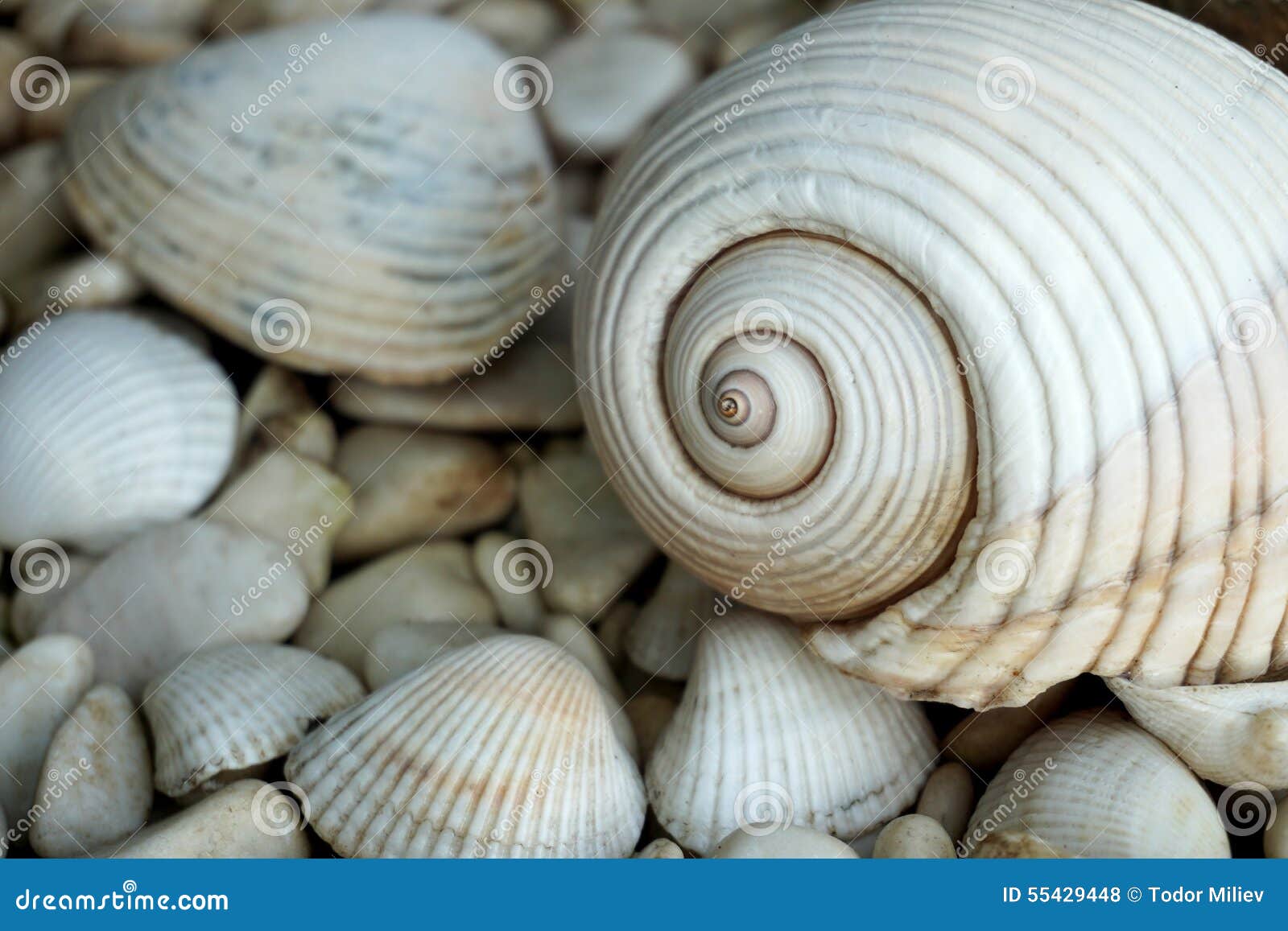 70 Conchiglie Marine Miste - Con Stelle Marine, Perle, Per Decorazioni, Fai Da Te, Tema Mare - Foto 5