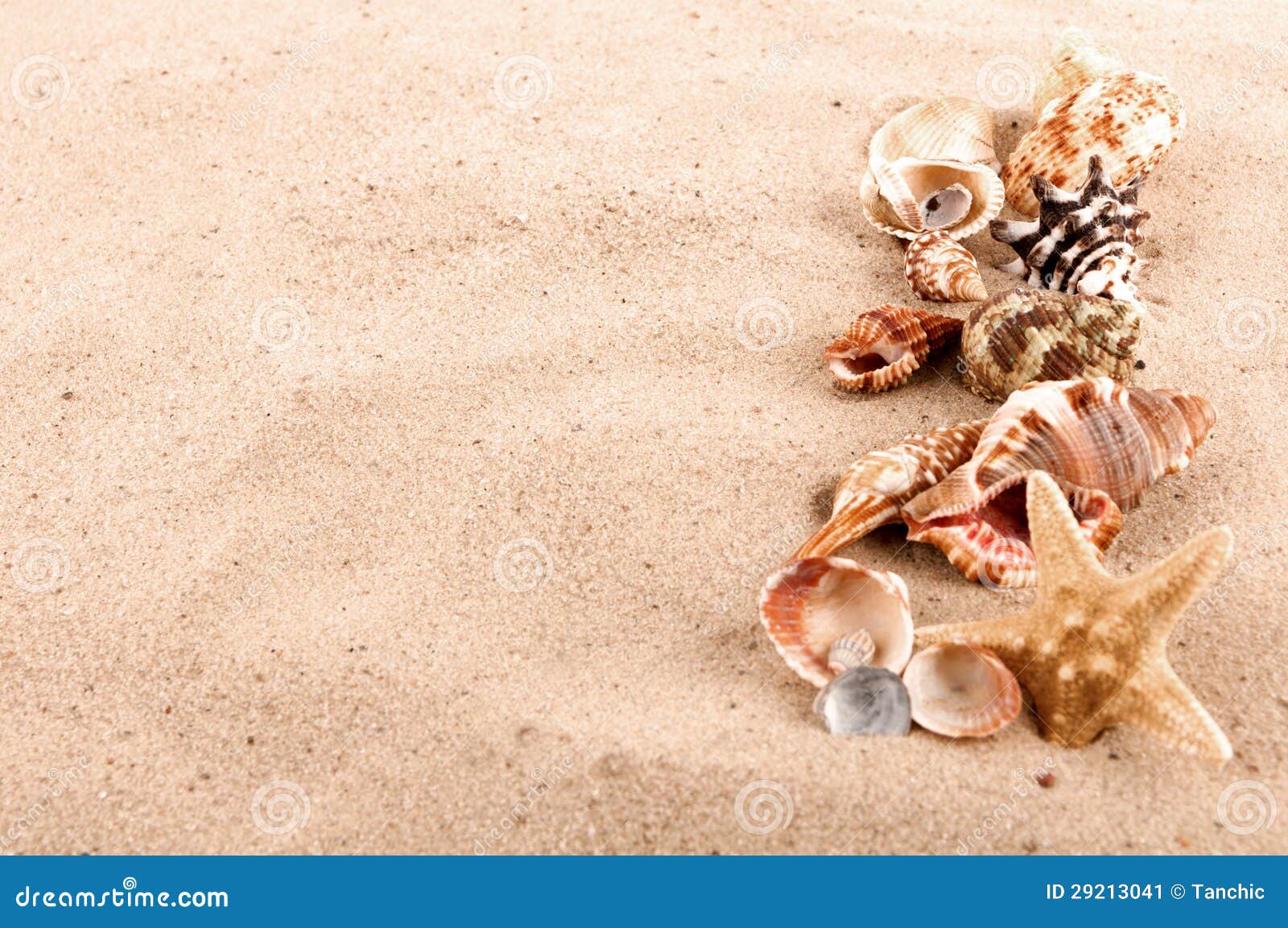 Conchiglie e stelle marine sulla sabbia della spiaggia Immagine Stock