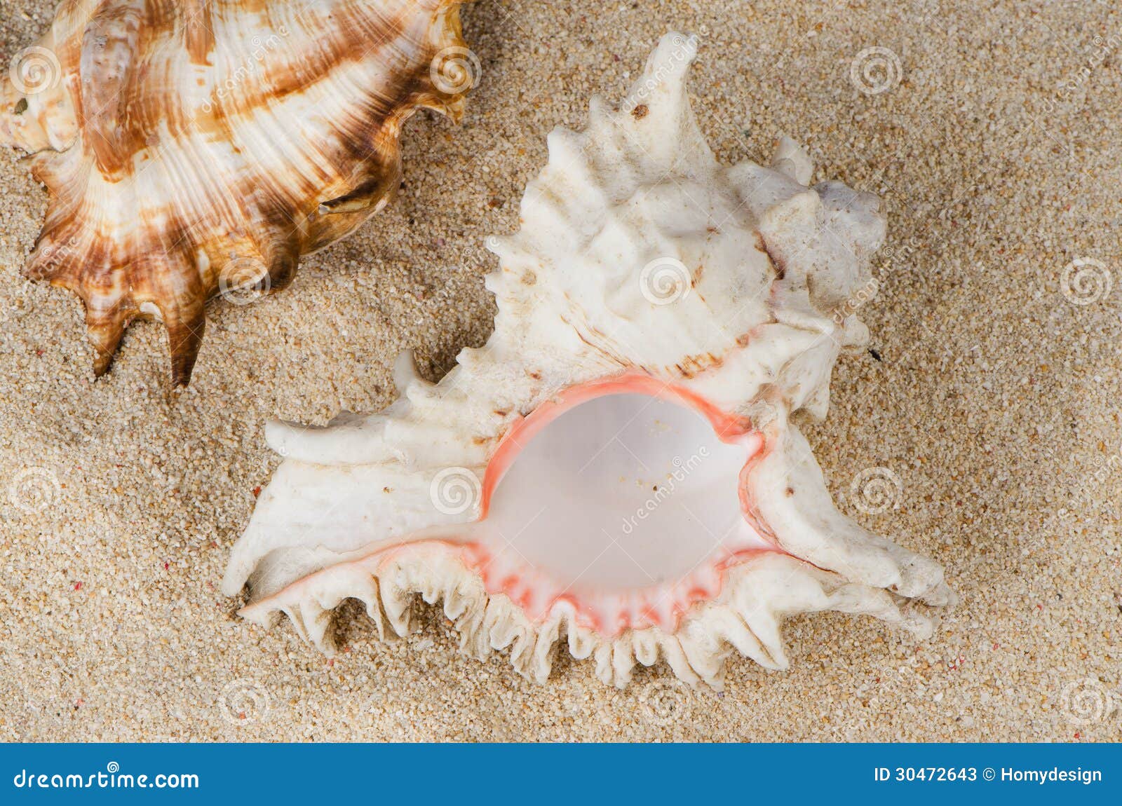 Conchs and shells stock image. Image of seastar, closeup 30472643