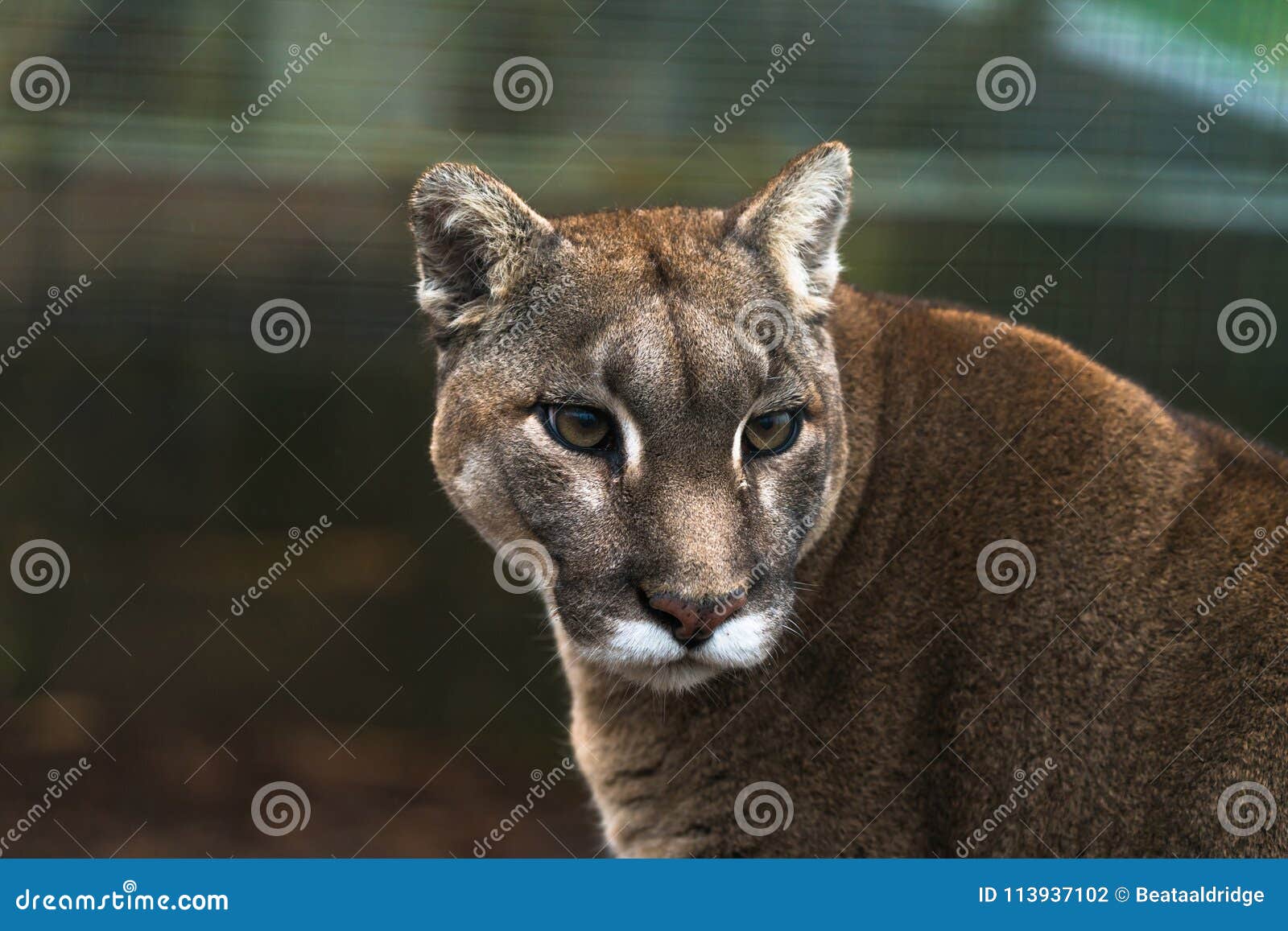 animal puma canada