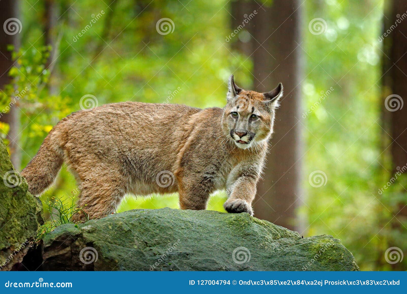 Puma o pantera hotsell