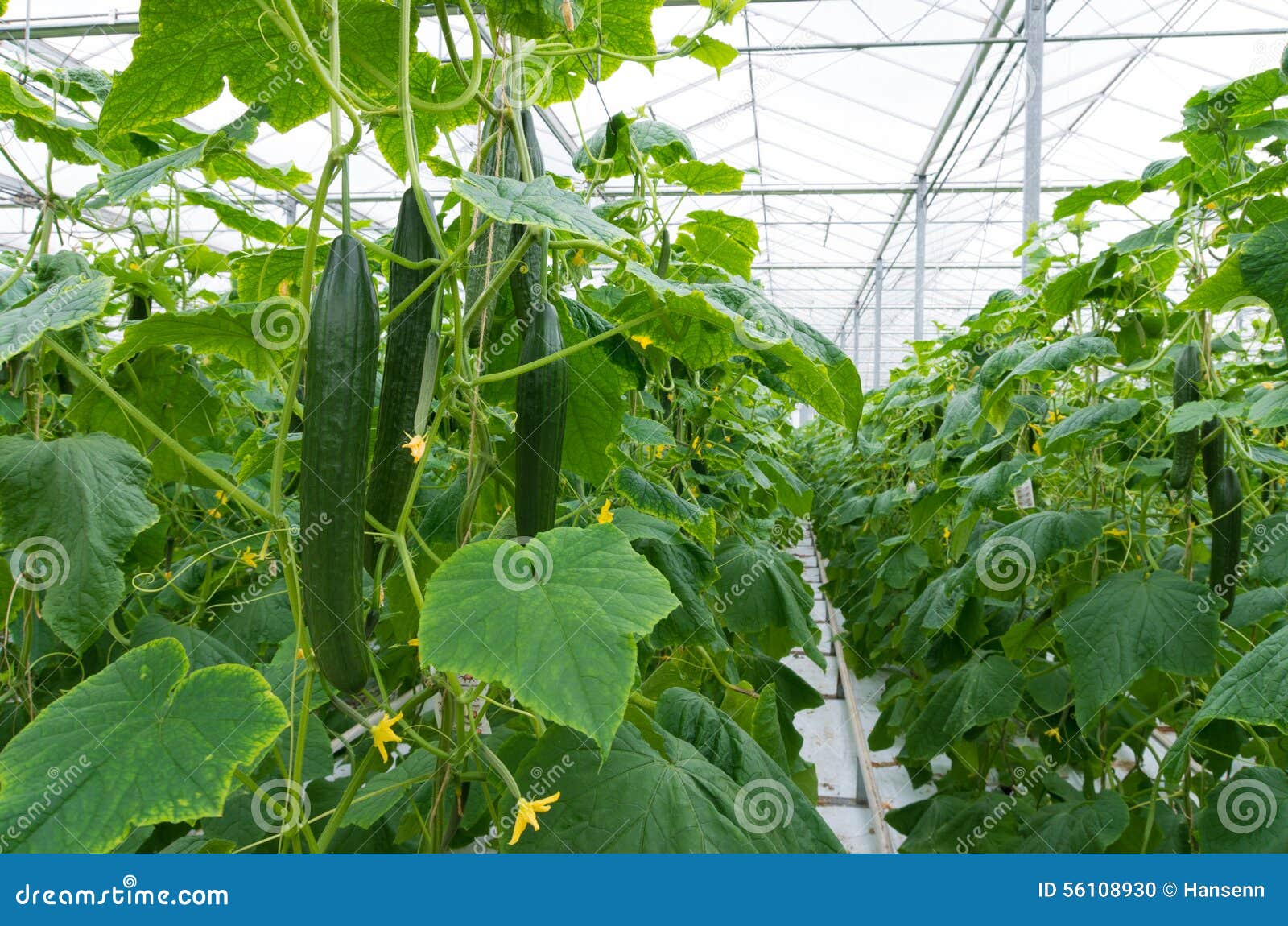 en serre chaude photo stock. Image du cornichon 56108930