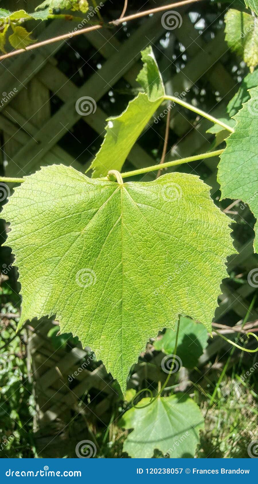 Concord grape leaf stock image. Image of concord, grape 120238057