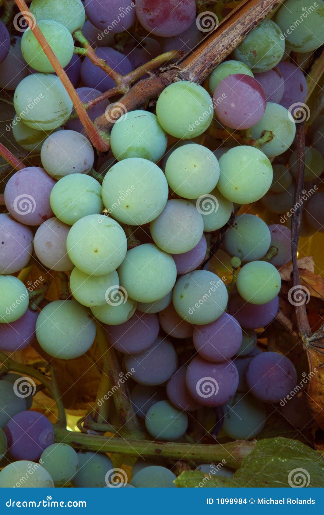 Concord wine grapes stock photo. Image of agriculture 1098984