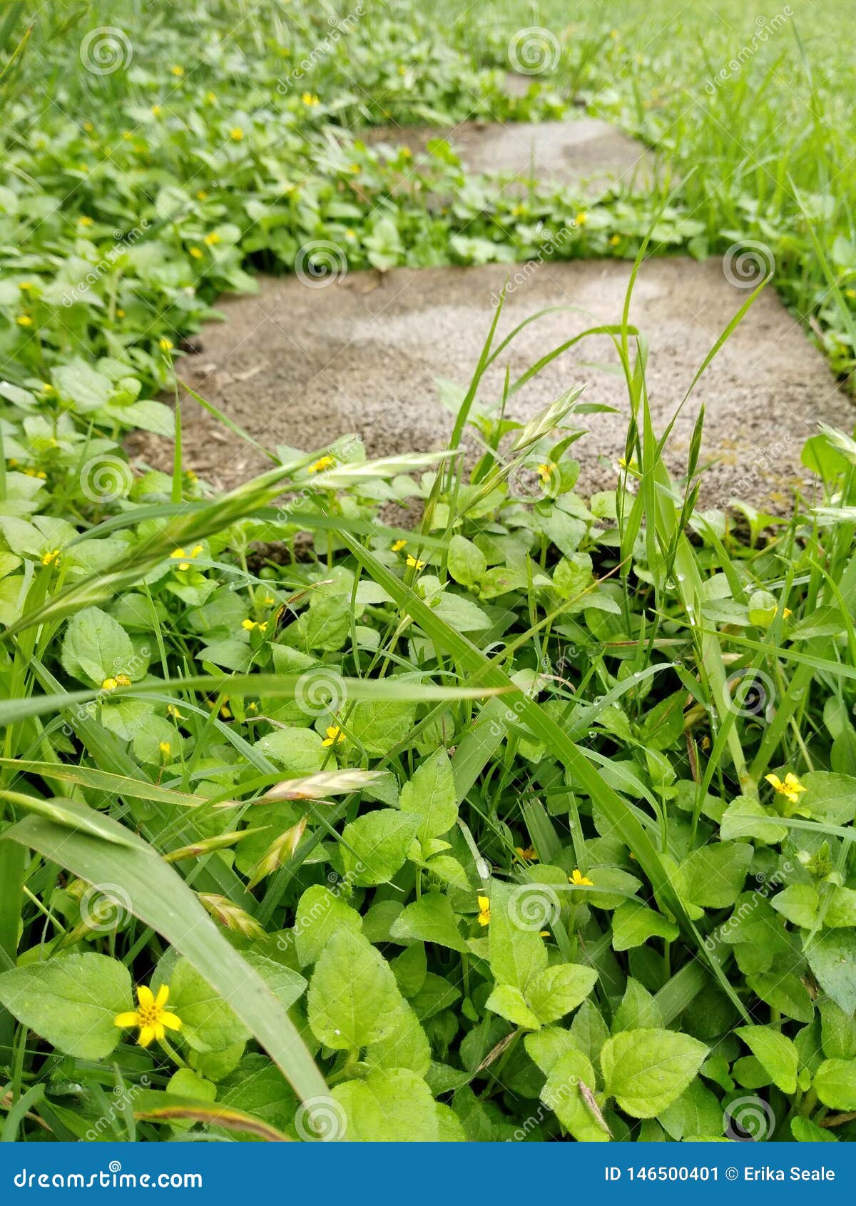 Concrete Stepping Stones in Grass Stock Image Image of yellow