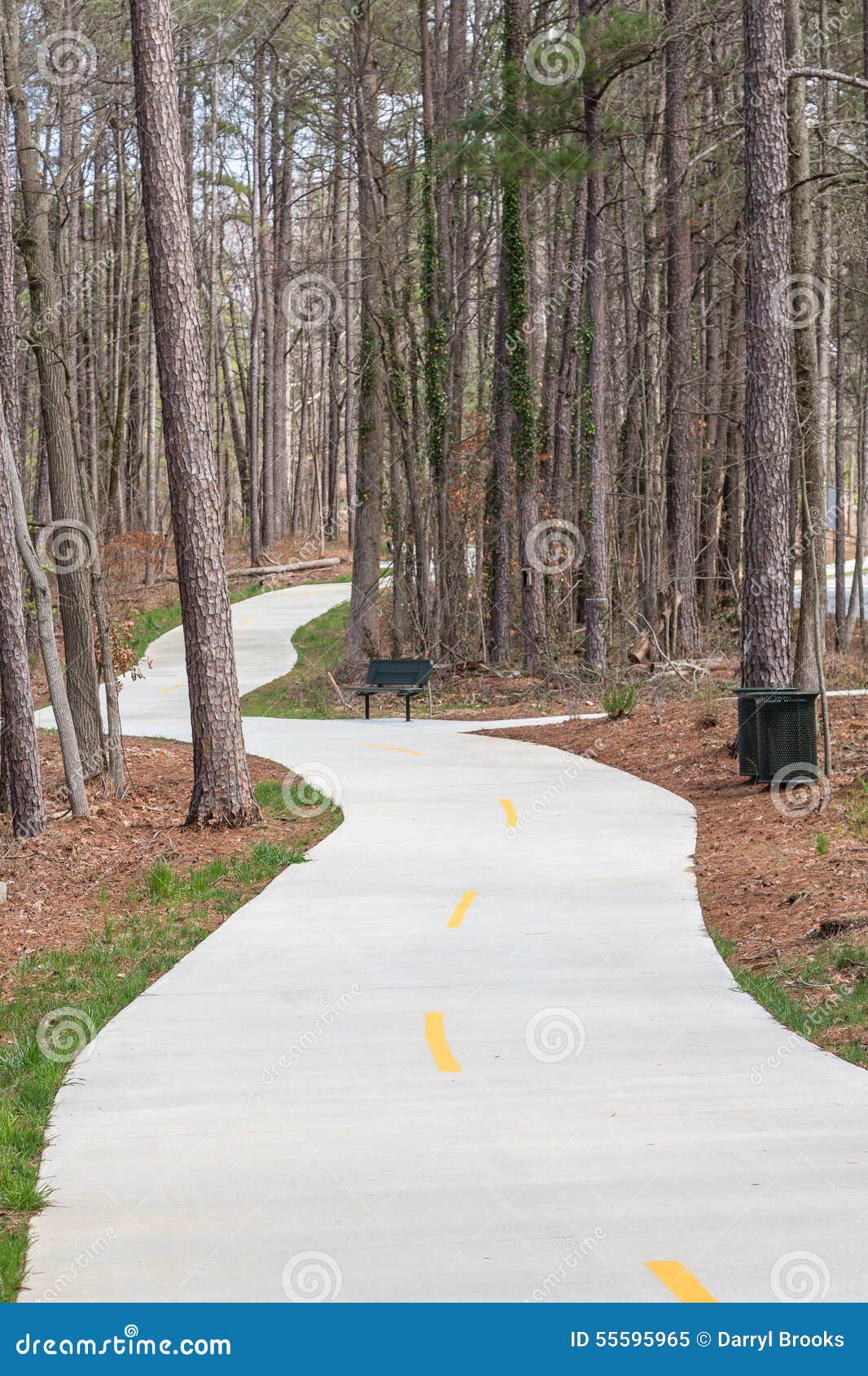 Concrete Walking Trail Through The Pines Stock Image Image 55595965