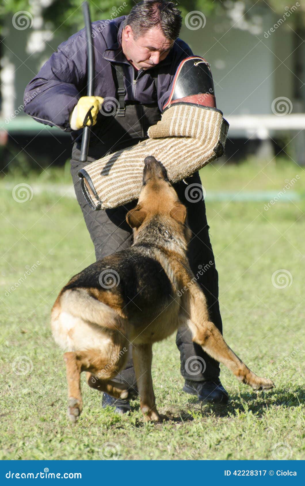 Concurrence De Formation De Berger Allemand Photographie éditorial