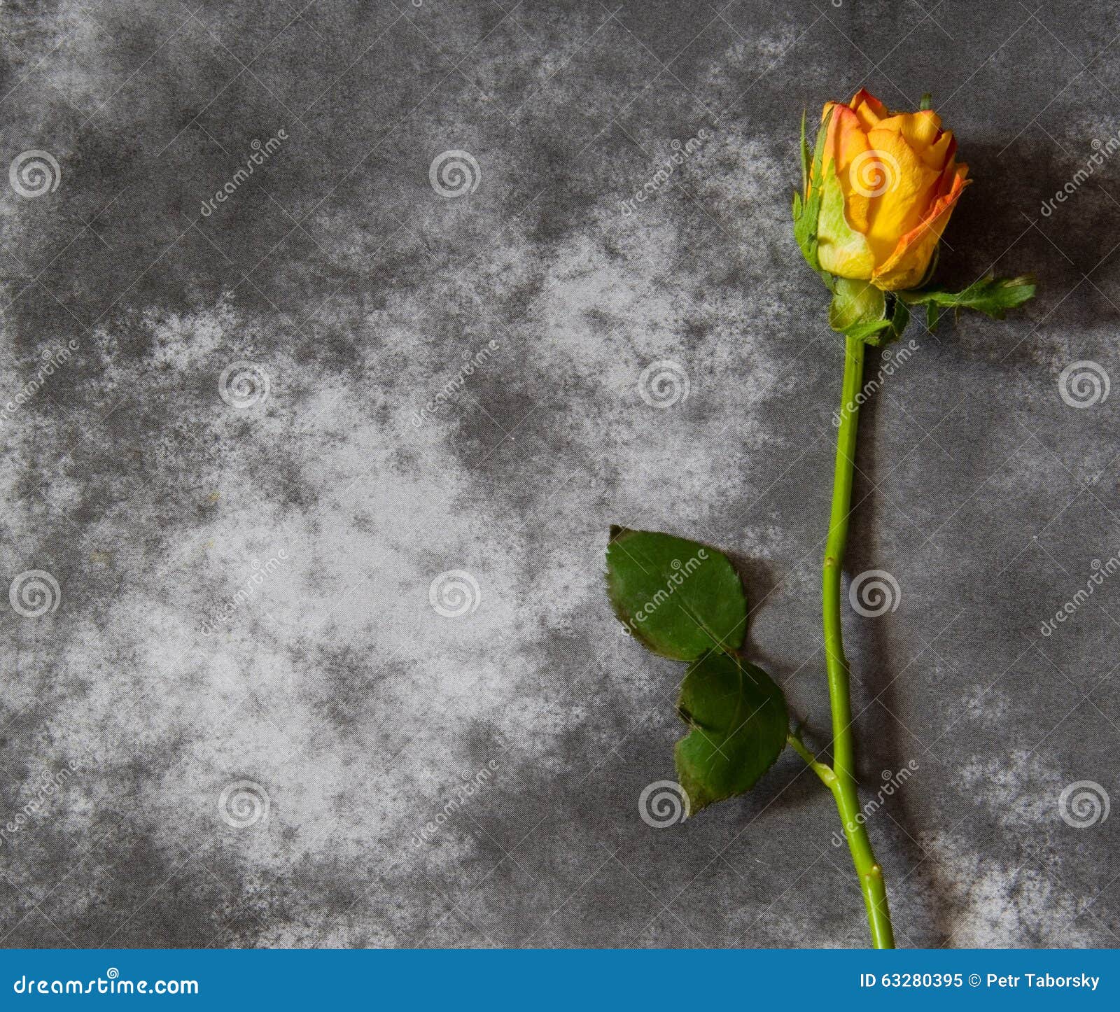 Condolence Card with Yellow Rose Stock Image Image of grave, rose