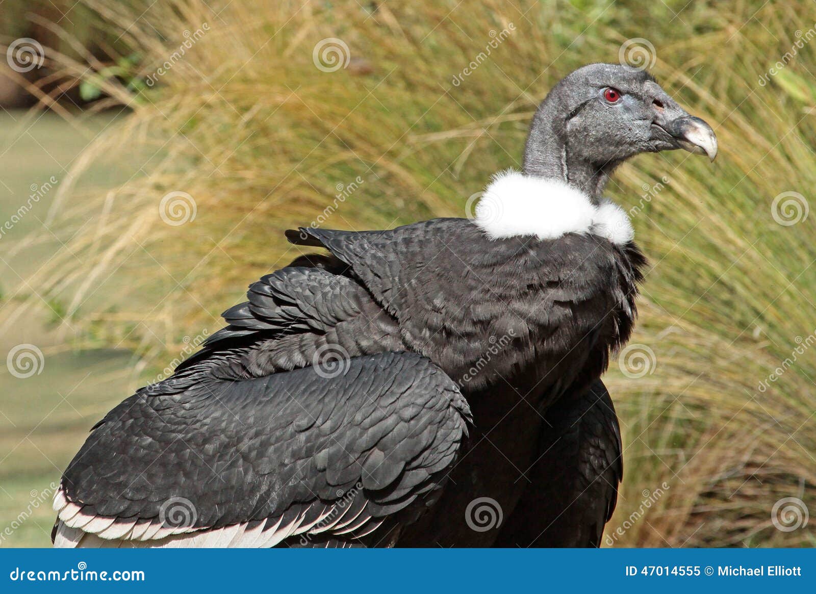 Condor stock image. Image of carrion, majestic, buzzard 47014555