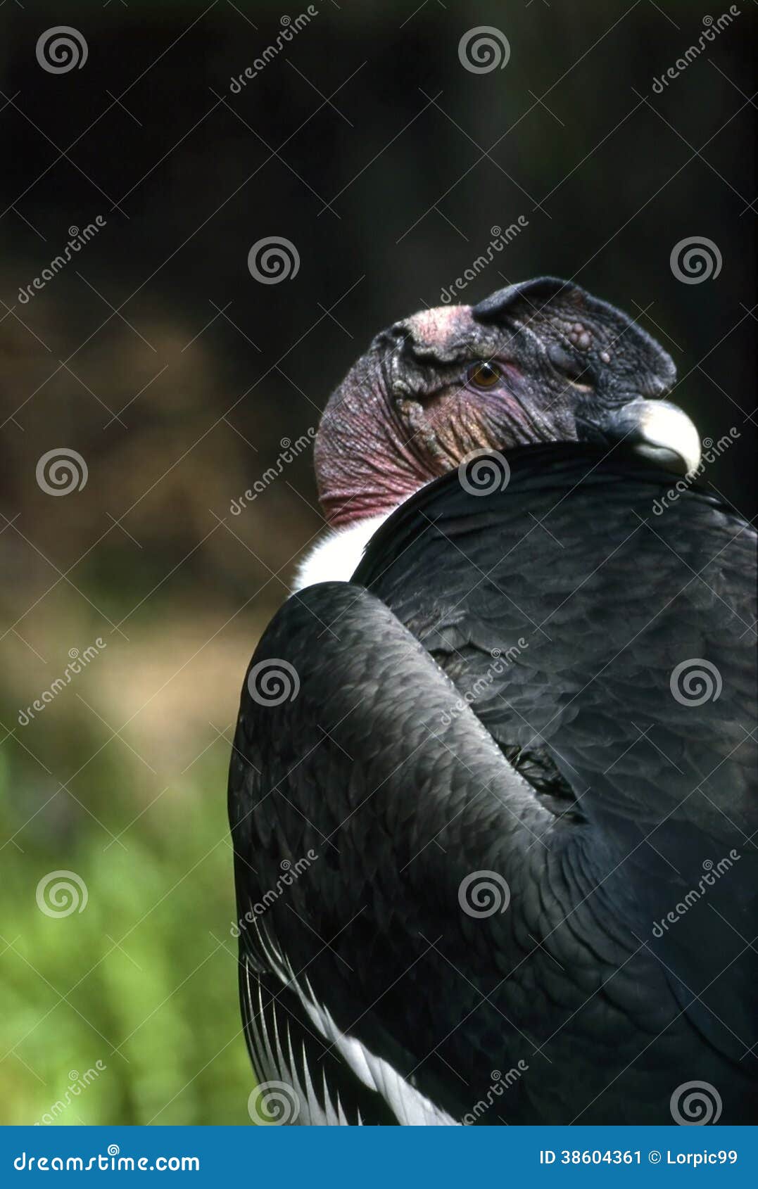 Condor stock image. Image of flora, wild, americas, birds 38604361