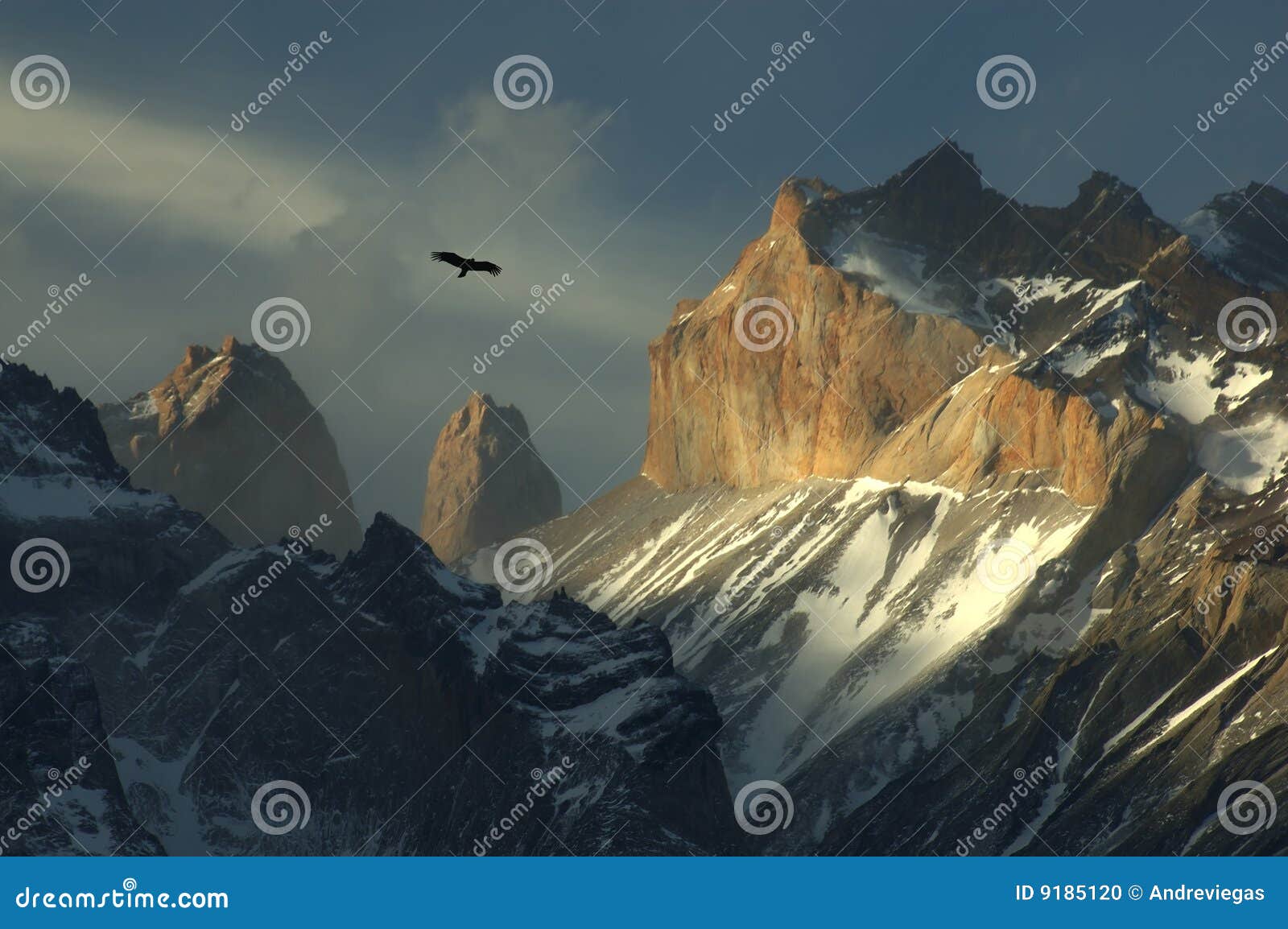 condor at torres del paine, chile