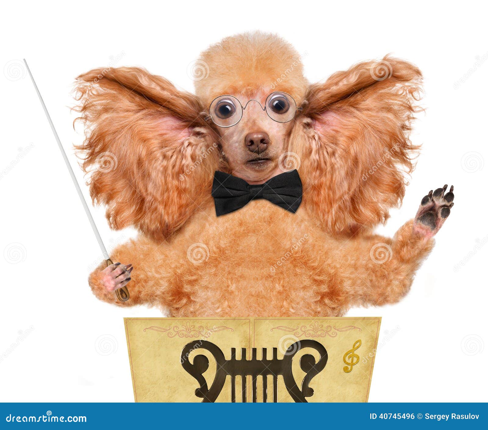 Conductor stock photo. Image of inspiration, adorable 40745496