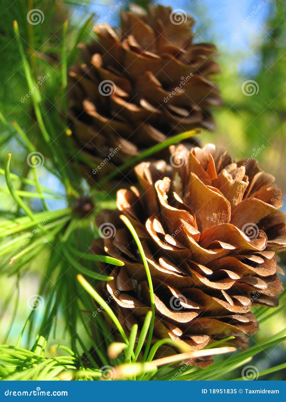 Cone stock image. Image of botany, tree, flora, cone 18951835