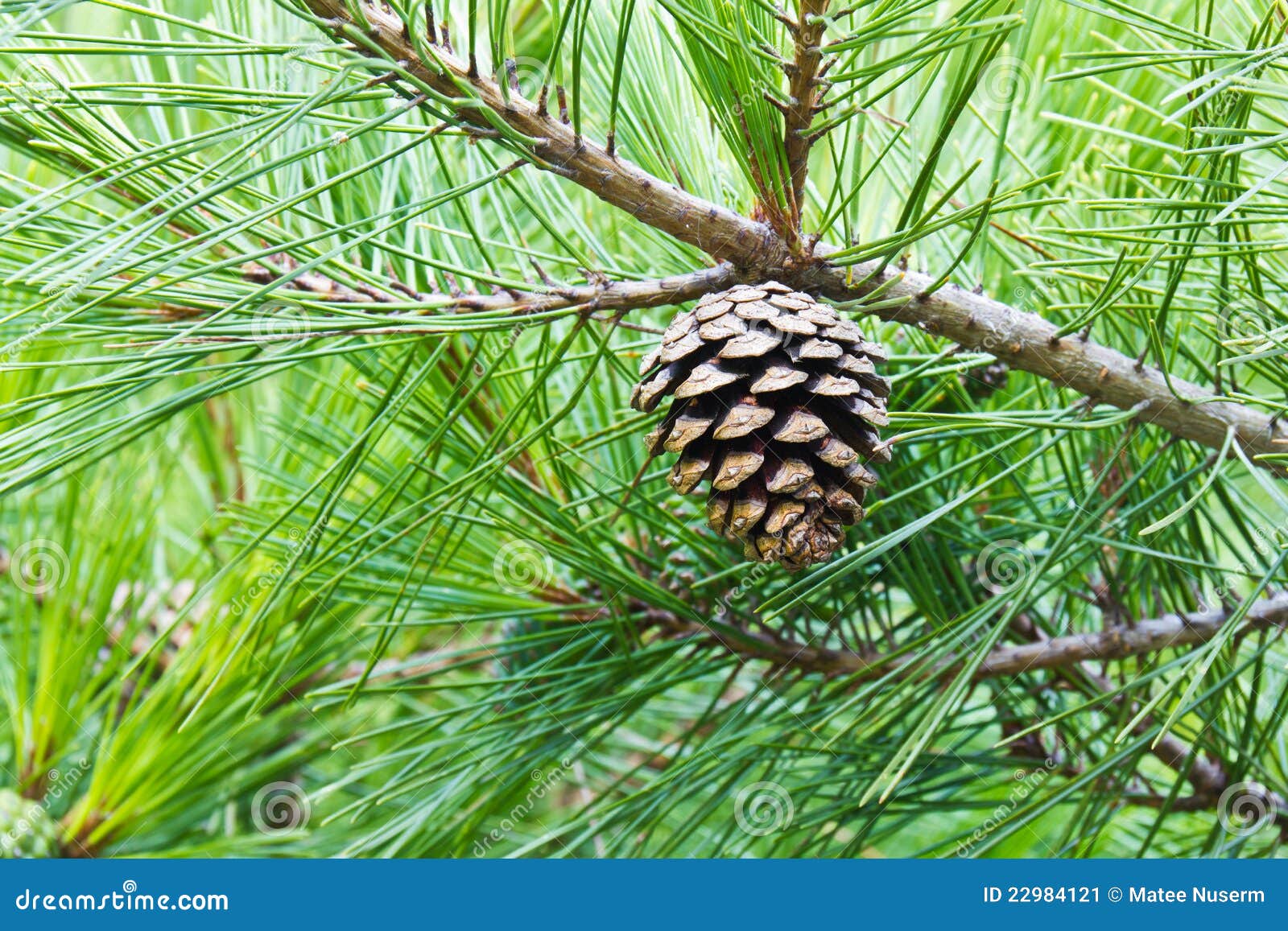 Um cone do pinho em sua árvore, DOF raso