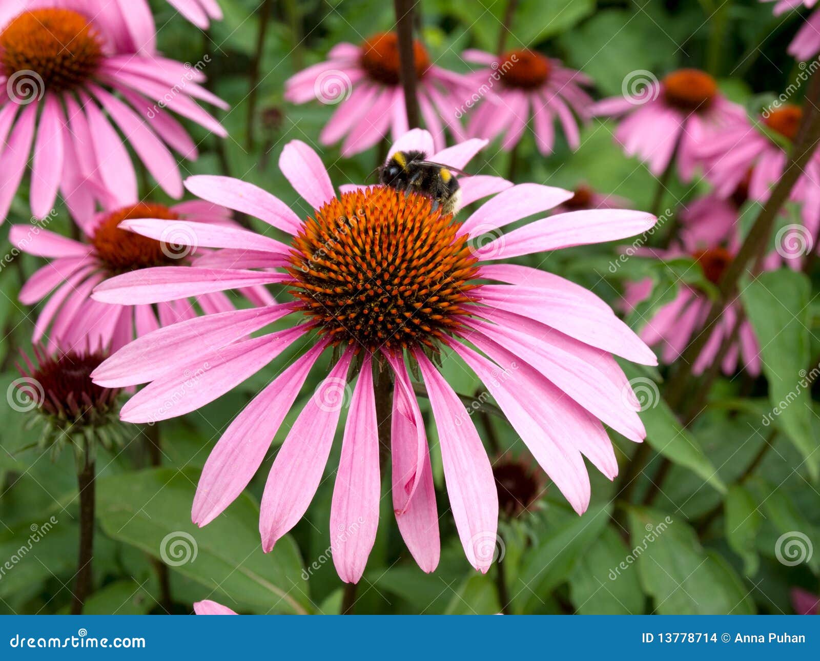 Cone flower stock photo. Image of woodland, field, wild 13778714