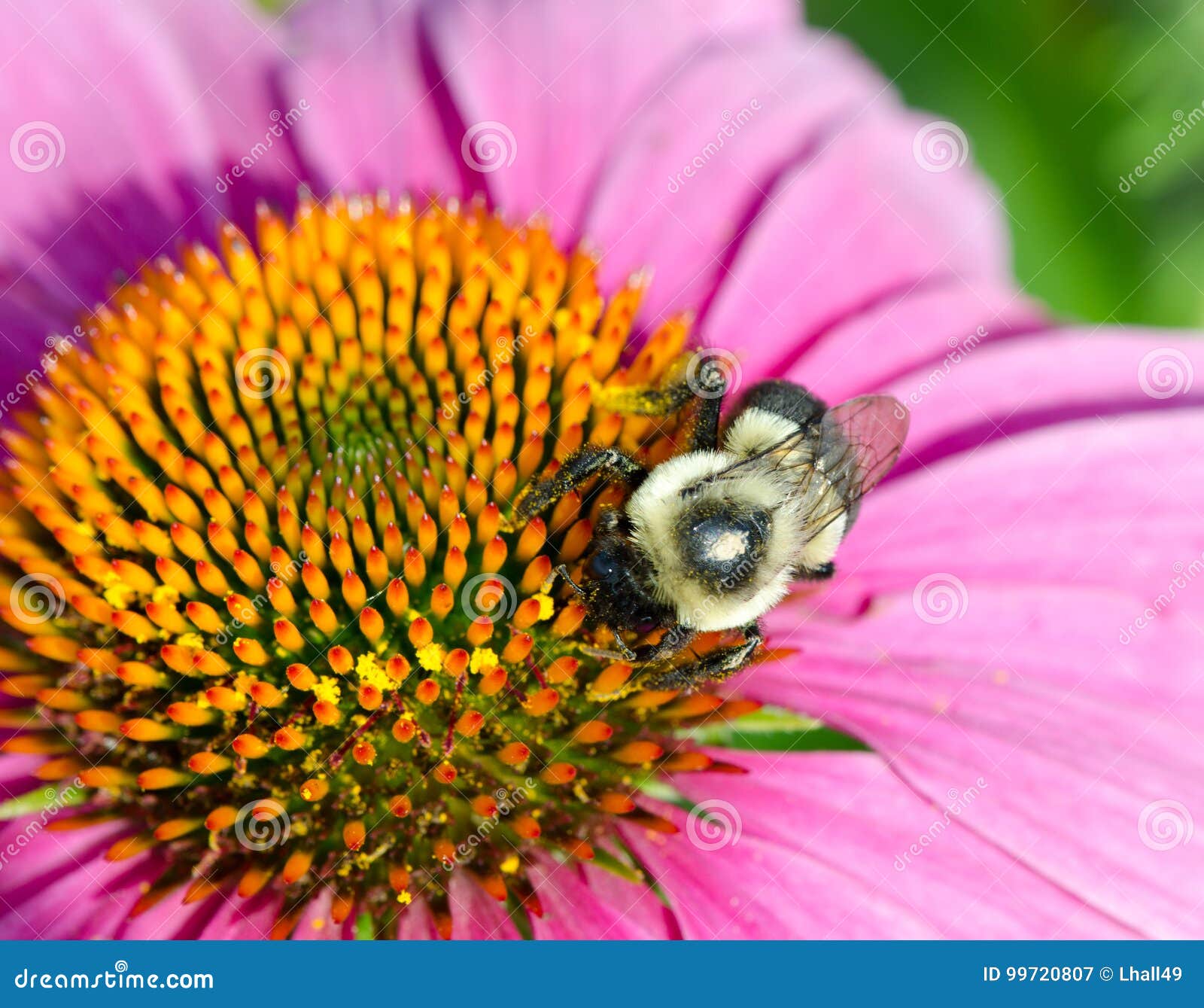 Cone Flower and Bee stock image. Image of plant, pollen 99720807