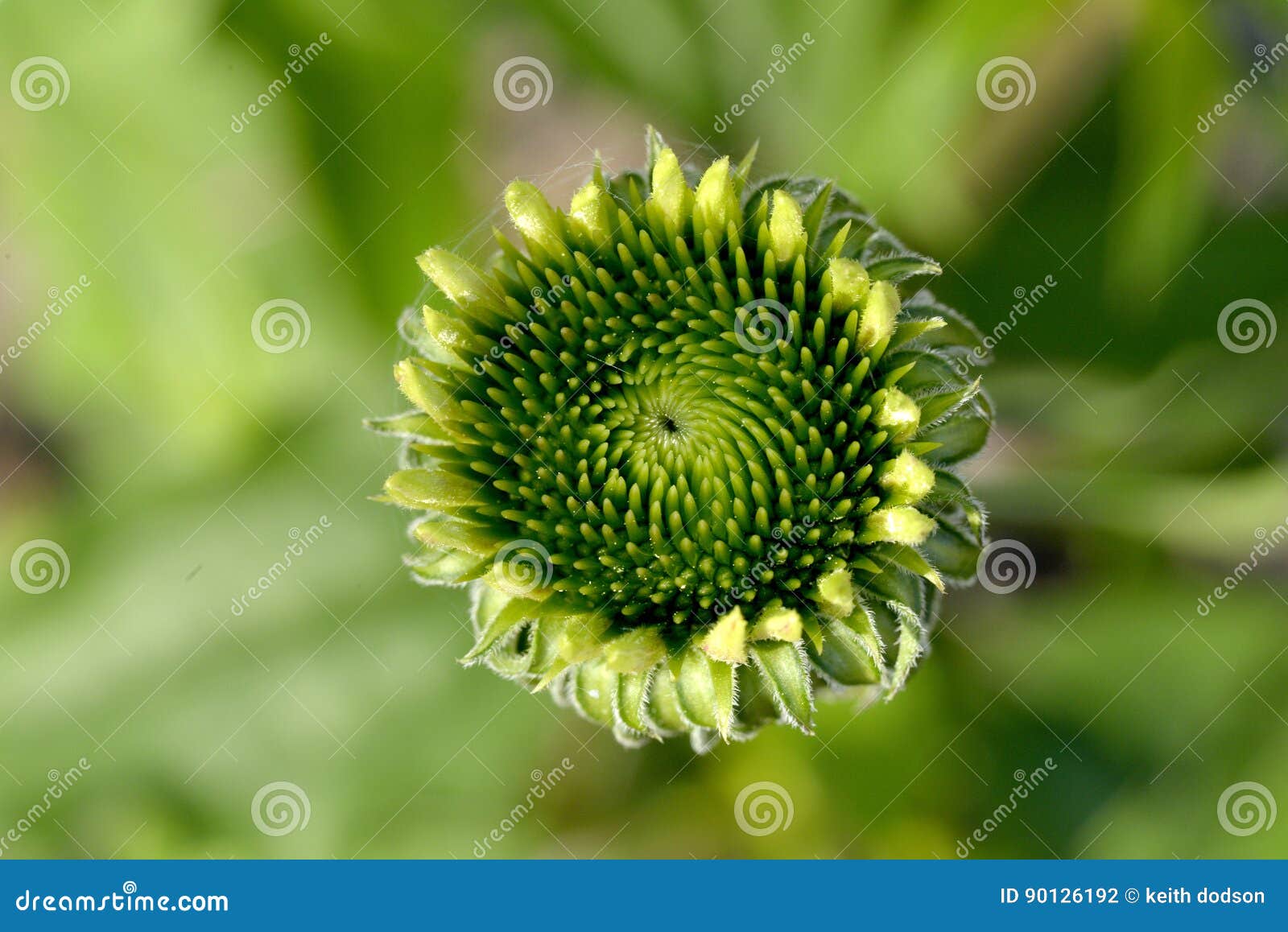 Cone Flower before Blooming Stock Photo Image of garden, spring 90126192