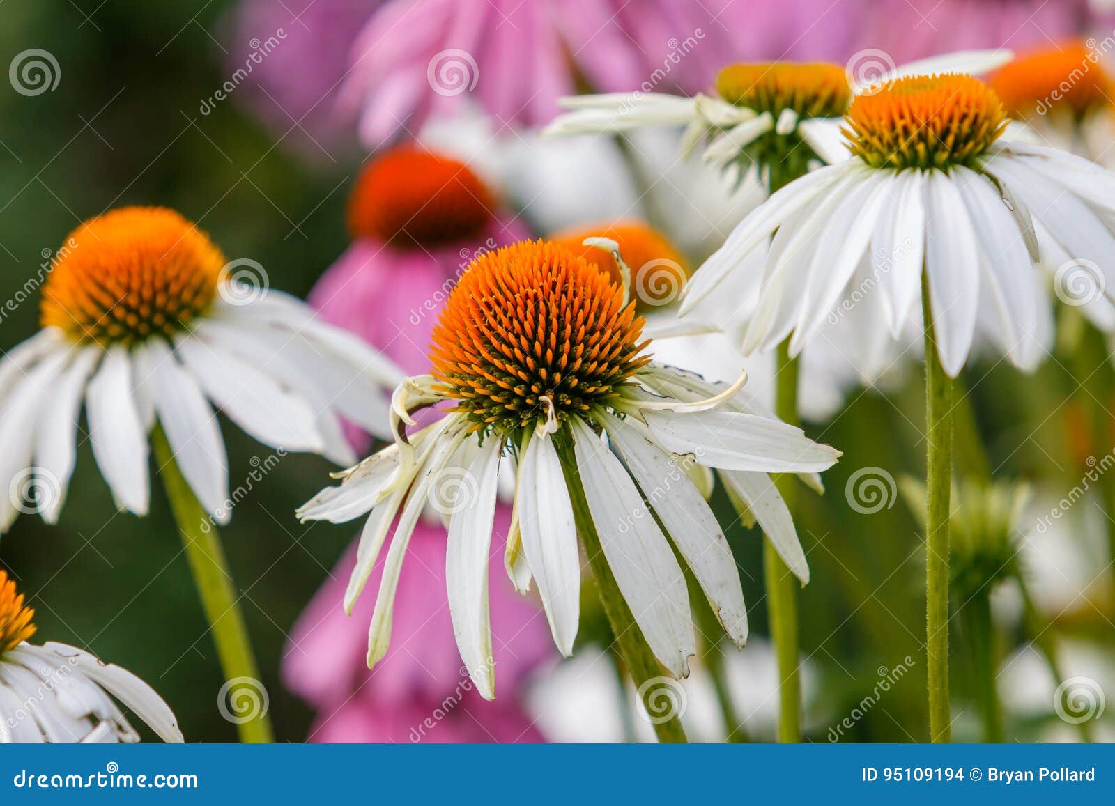 Cone Flowers stock photo. Image of botany, orange, nature 95109194