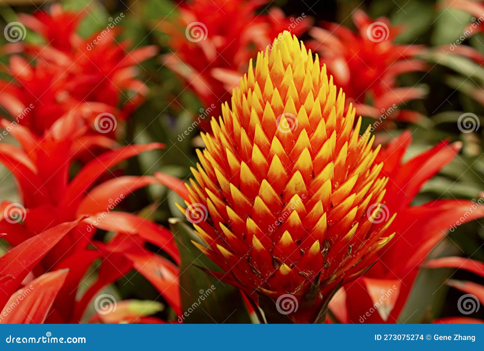 cone-headed guzmania, guzmania conifera