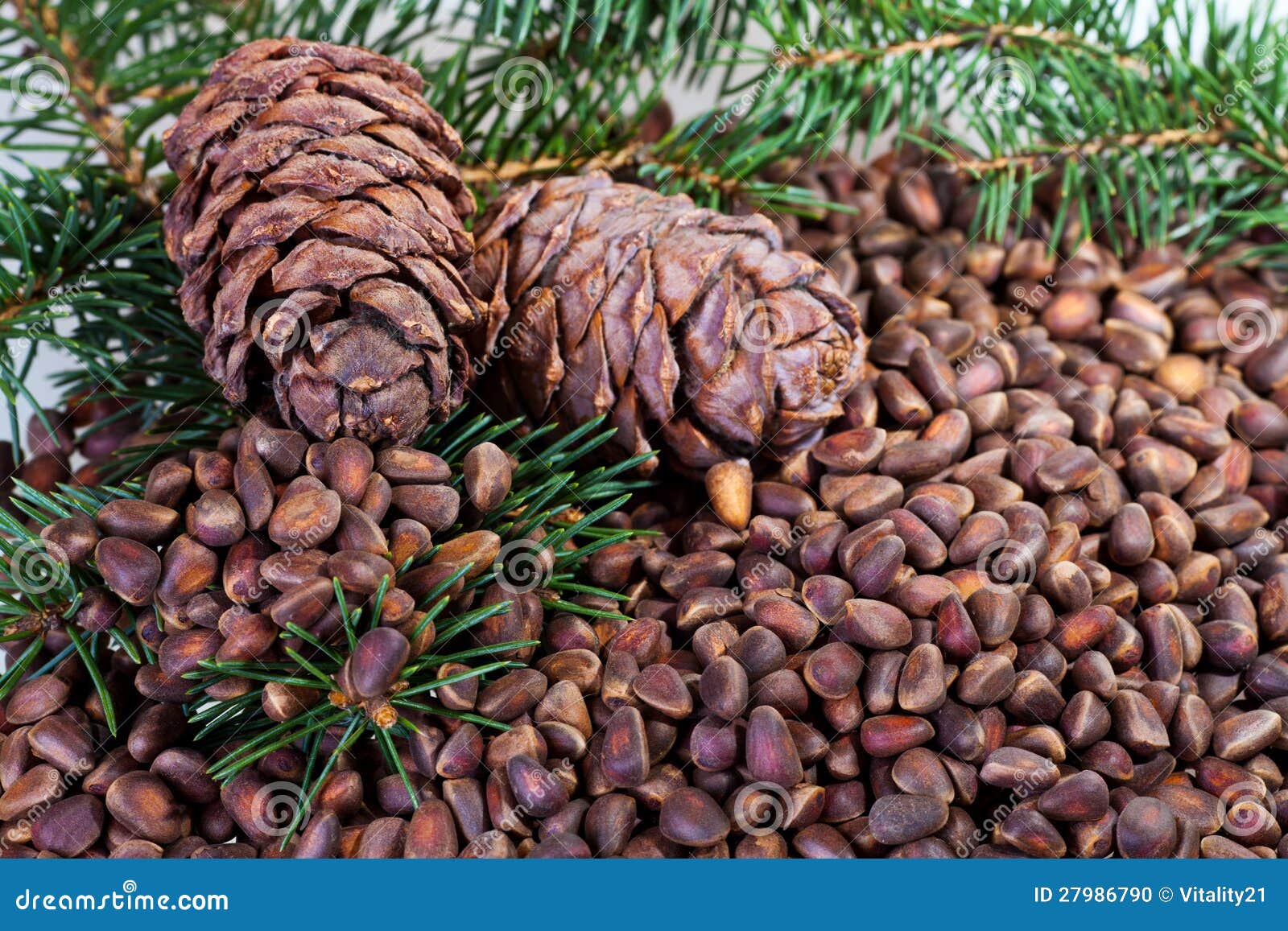 Cone and nuts stock photo. Image of green, ripe, health 27986790