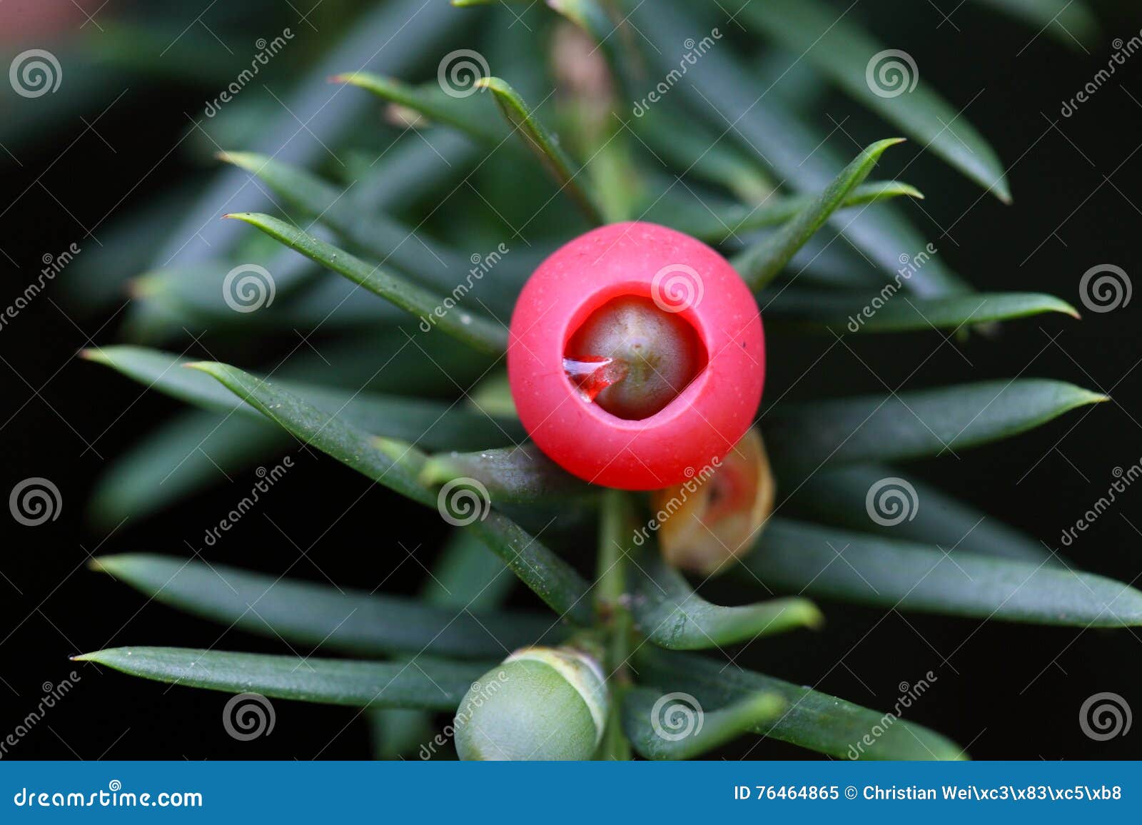 Cone of a Yew stock image. Image of conifer, garden, needles 76464865