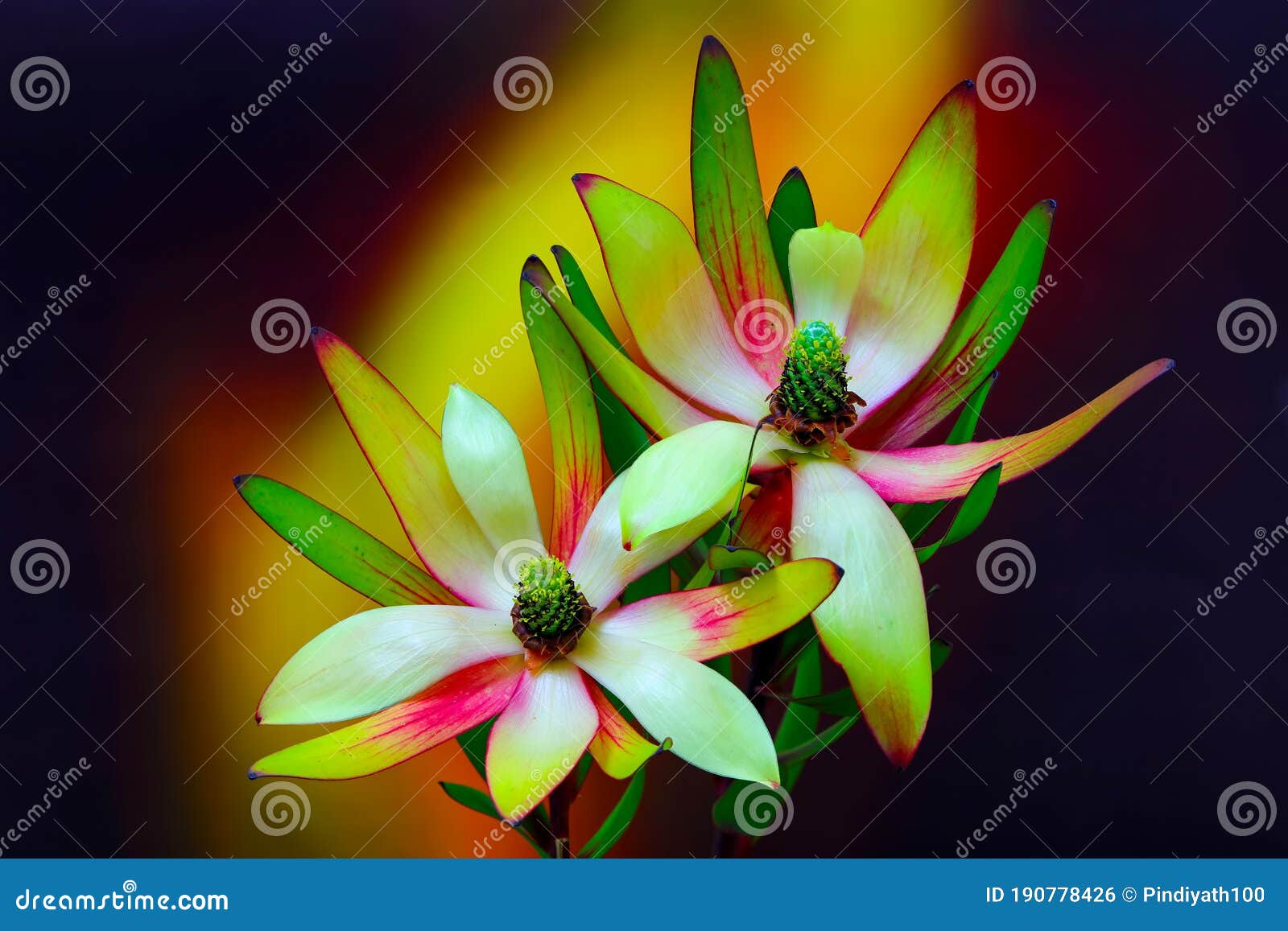 conebush protea flowers against abstract dark backdrop