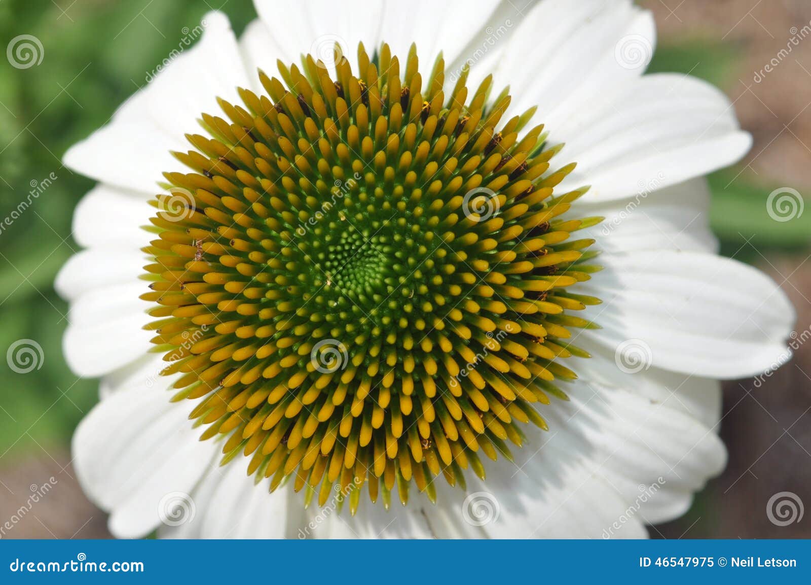 El coneflower blanco (purpurea del Echinacea) tiene cabezas cónicas y es nativo a Norteamérica Crecido como ornamental en muchos jardines Tiene muchos cultivares con las características distintivas y los colores El perennial herbáceo ese florece a partir de la primavera con verano