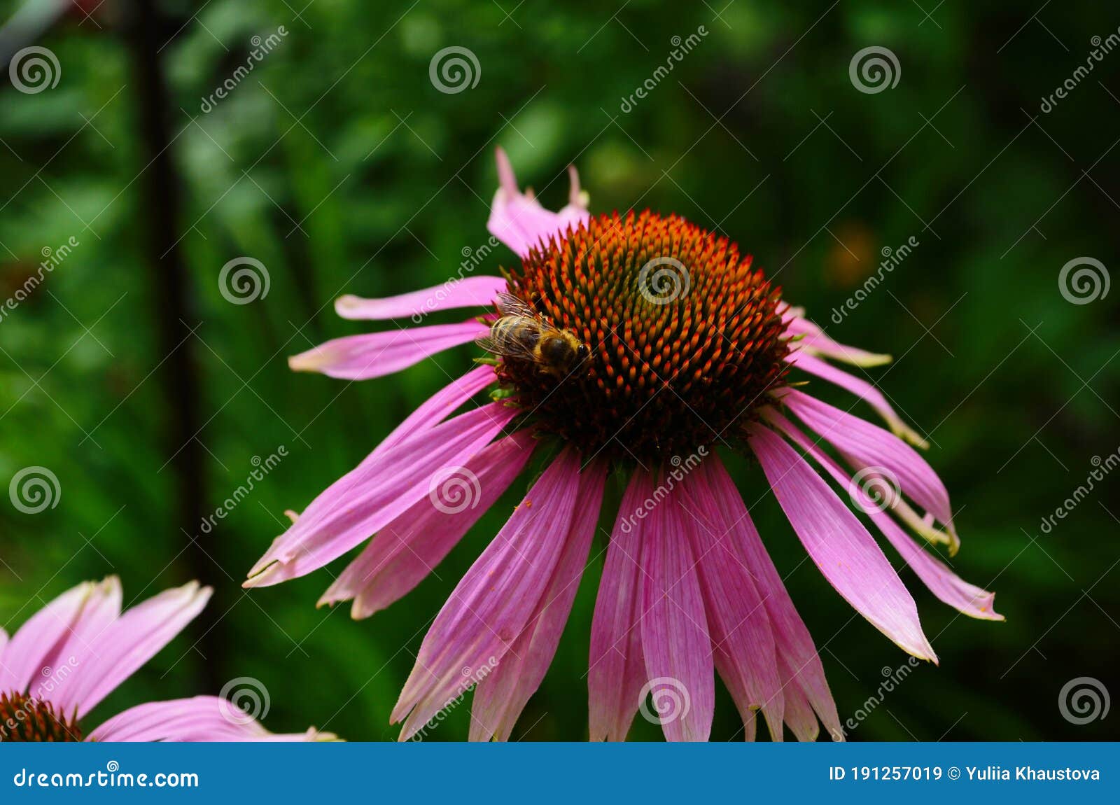 Coneflower, Echinacea Angustifolia in the Garden Stock Image Image of