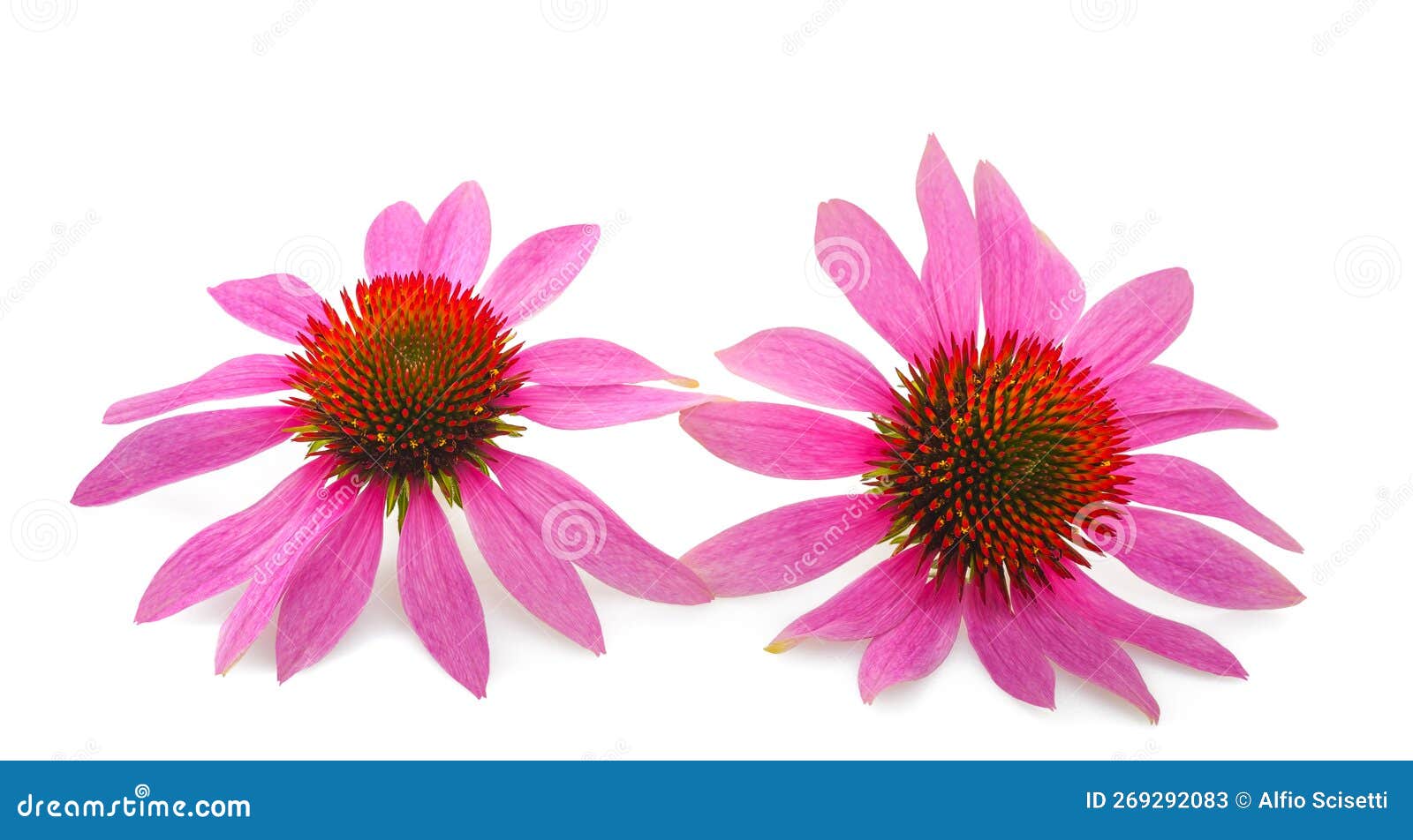 Coneflowers stock image. Image of flora, petals, herb 269292083