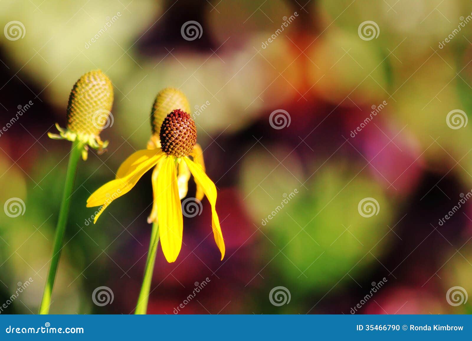 Coneflowers with a Purple and Green Backgound Stock Photo Image of