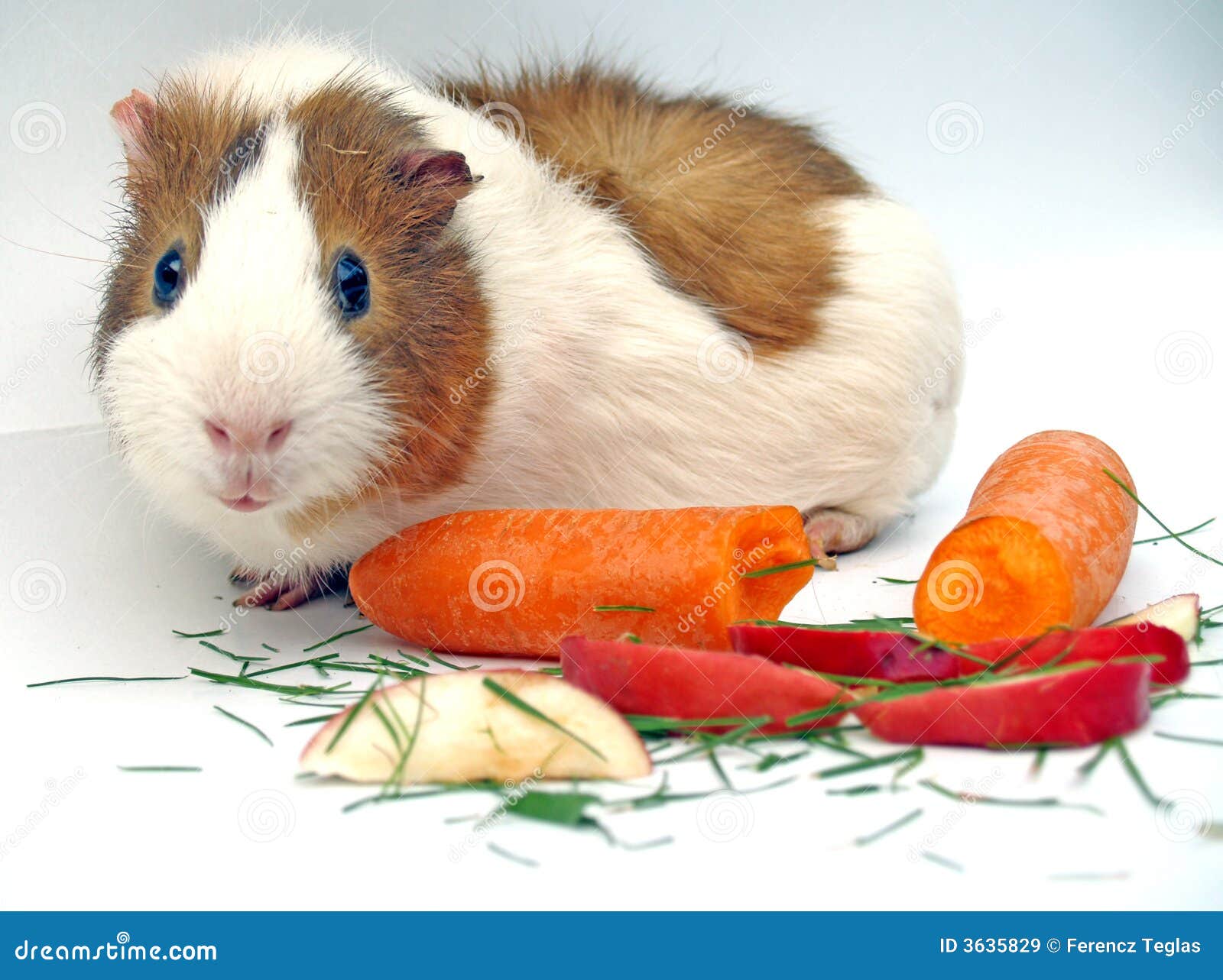 Диета для морские свинки быстро