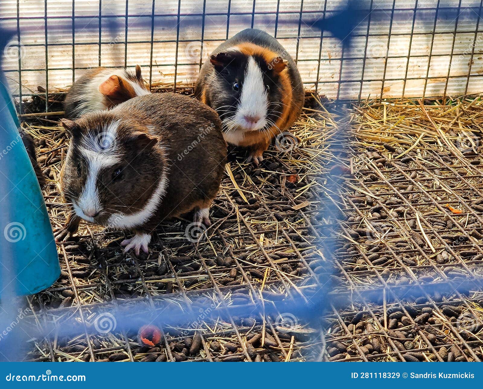 Placa De Pared "Cuidado Con El Conejillo De Indias" - ¡Decoración Divertida Para Jaulas O Puertas!