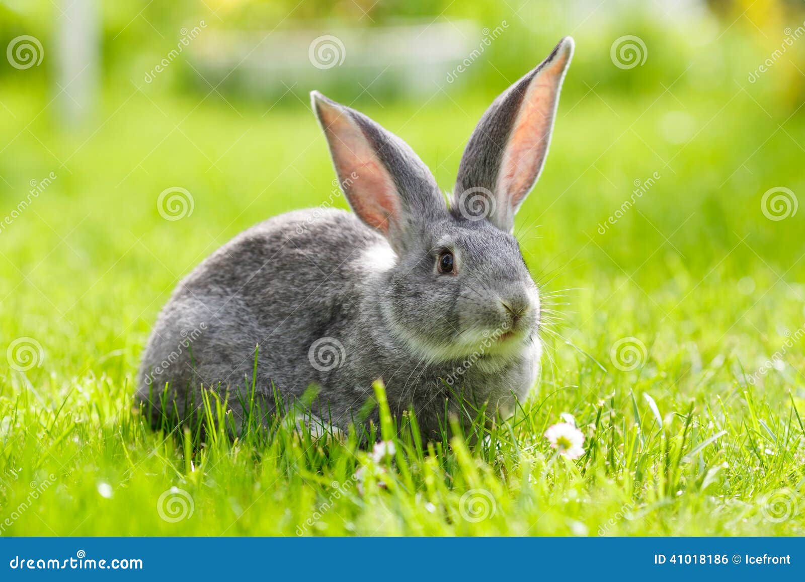Conejo Gris En La Hierba Verde Foto de archivo - Imagen de peludo, verde:  41018186, image size:1600x1157
